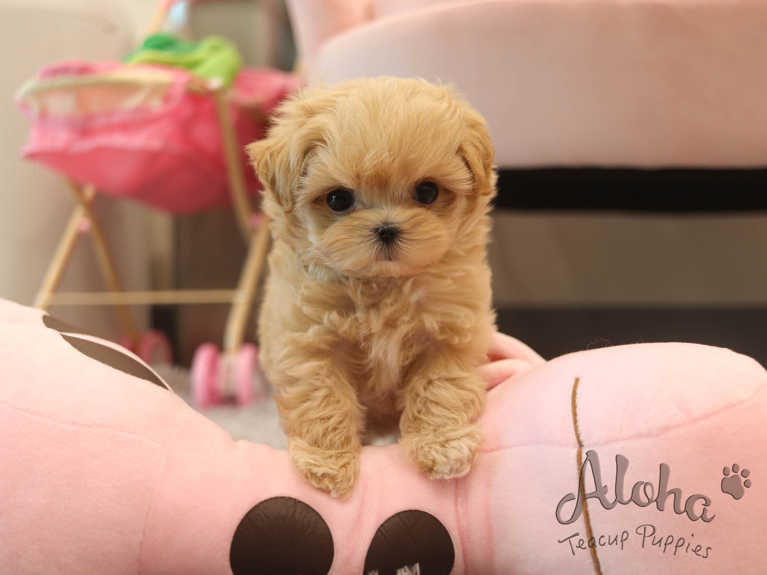 Mango [TEACUP MALTIPOO]