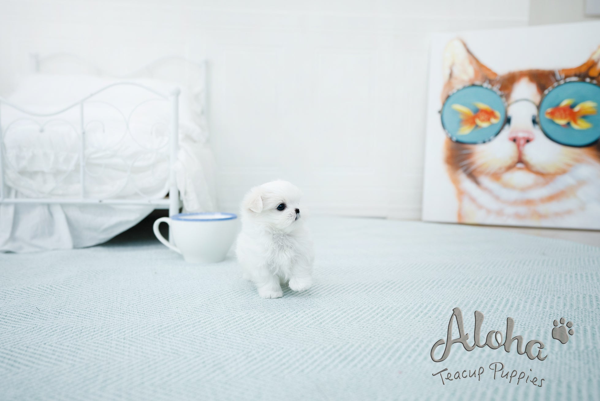 Emma [TEACUP MALTESE]