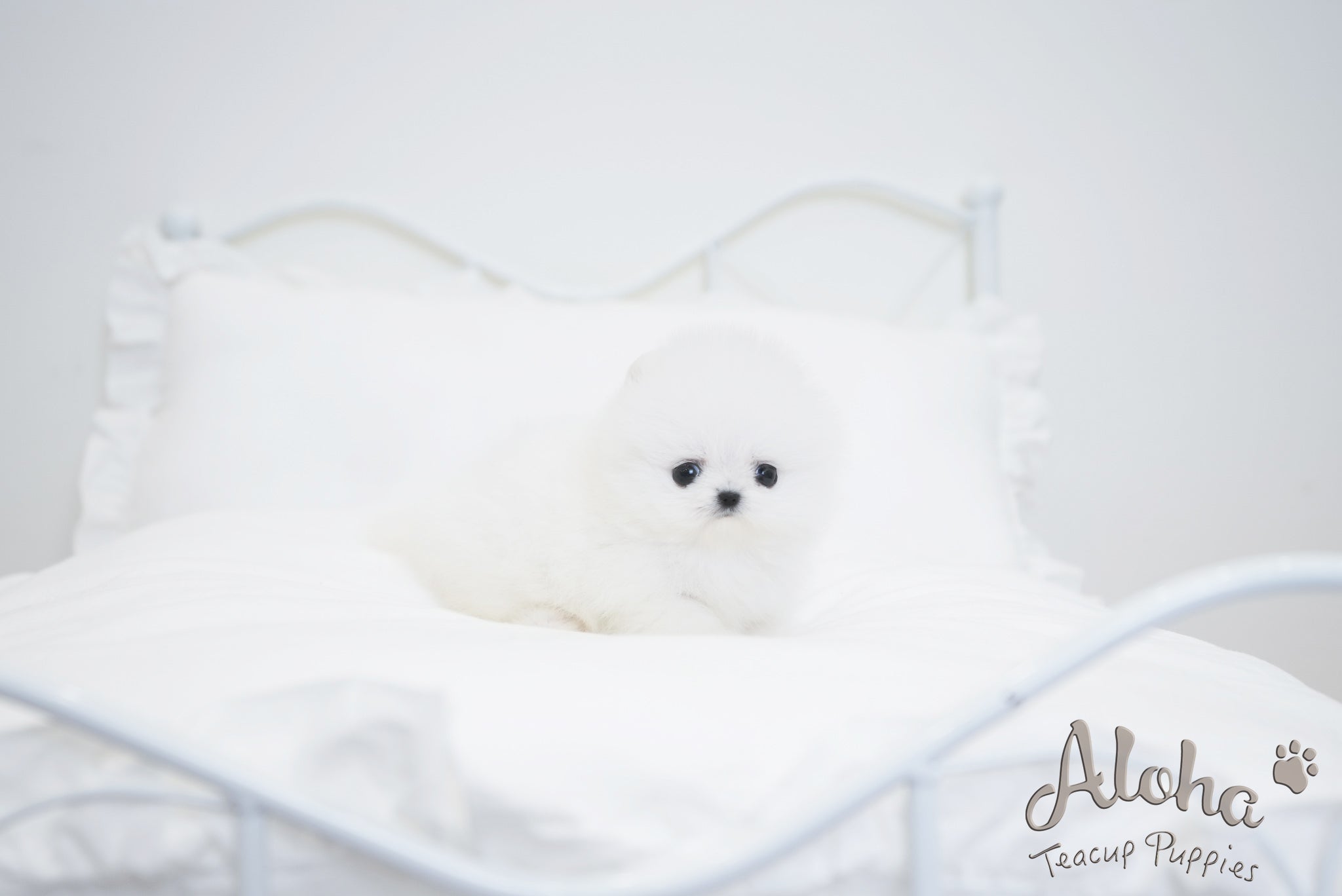Angela [TEACUP POMERANIAN]