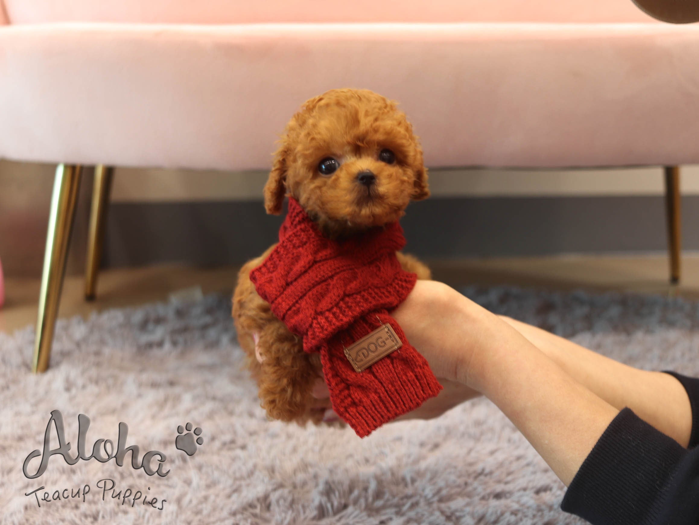 Mignon [TEACUP POODLE]