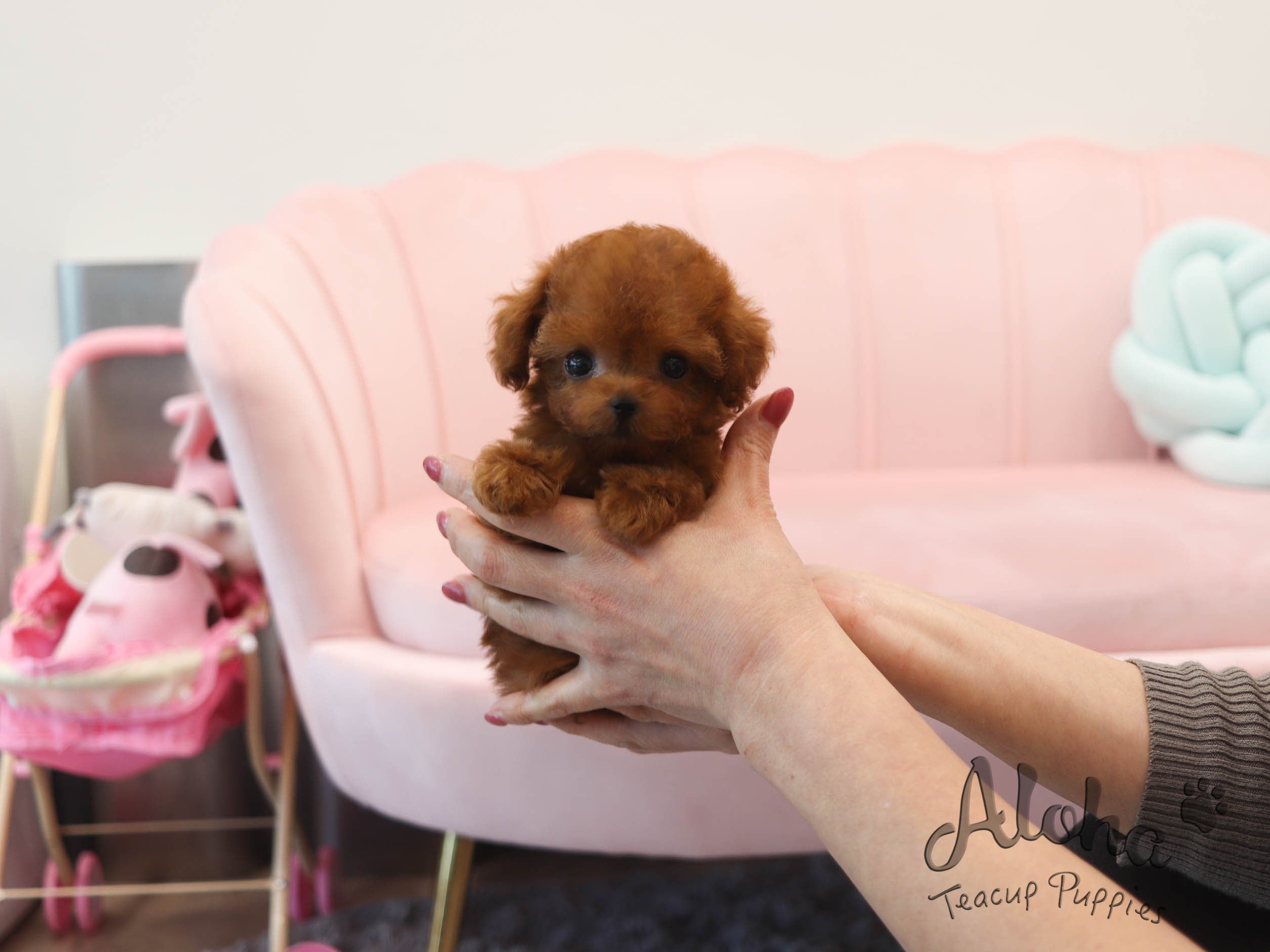 Alice [TEACUP POODLE]