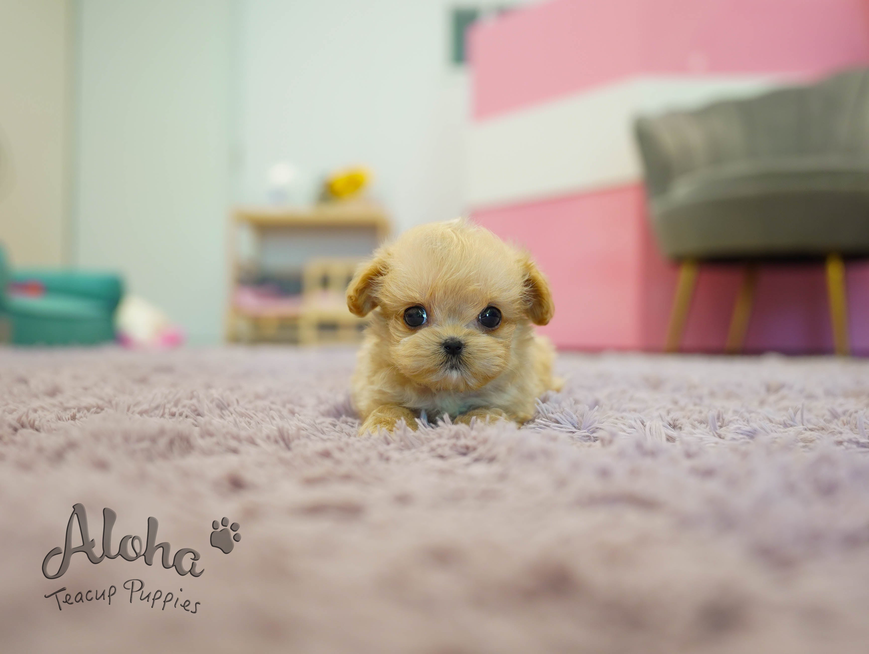 Nina [TEACUP MALTIPOO]