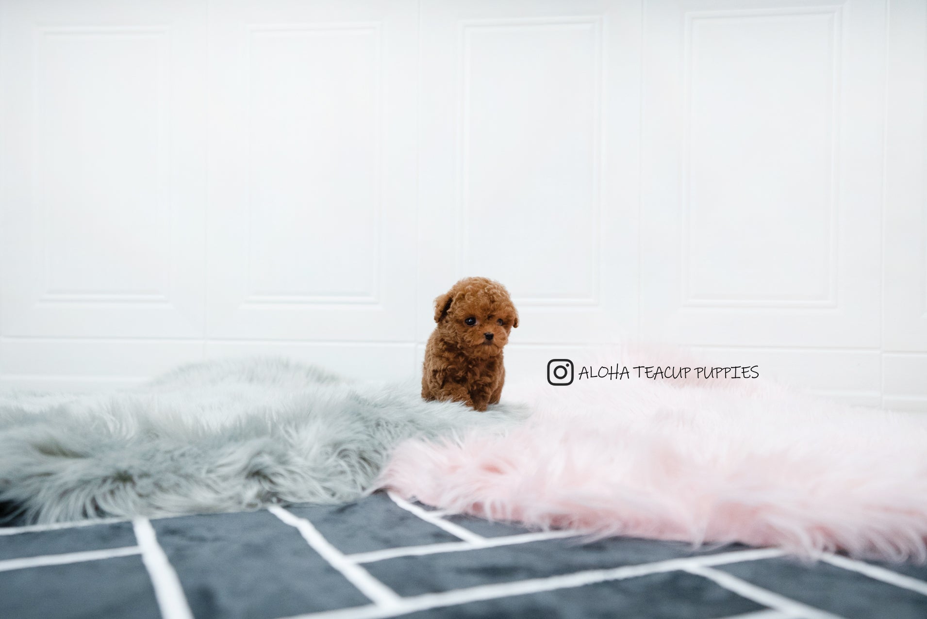 Sonny [TEACUP POODLE]