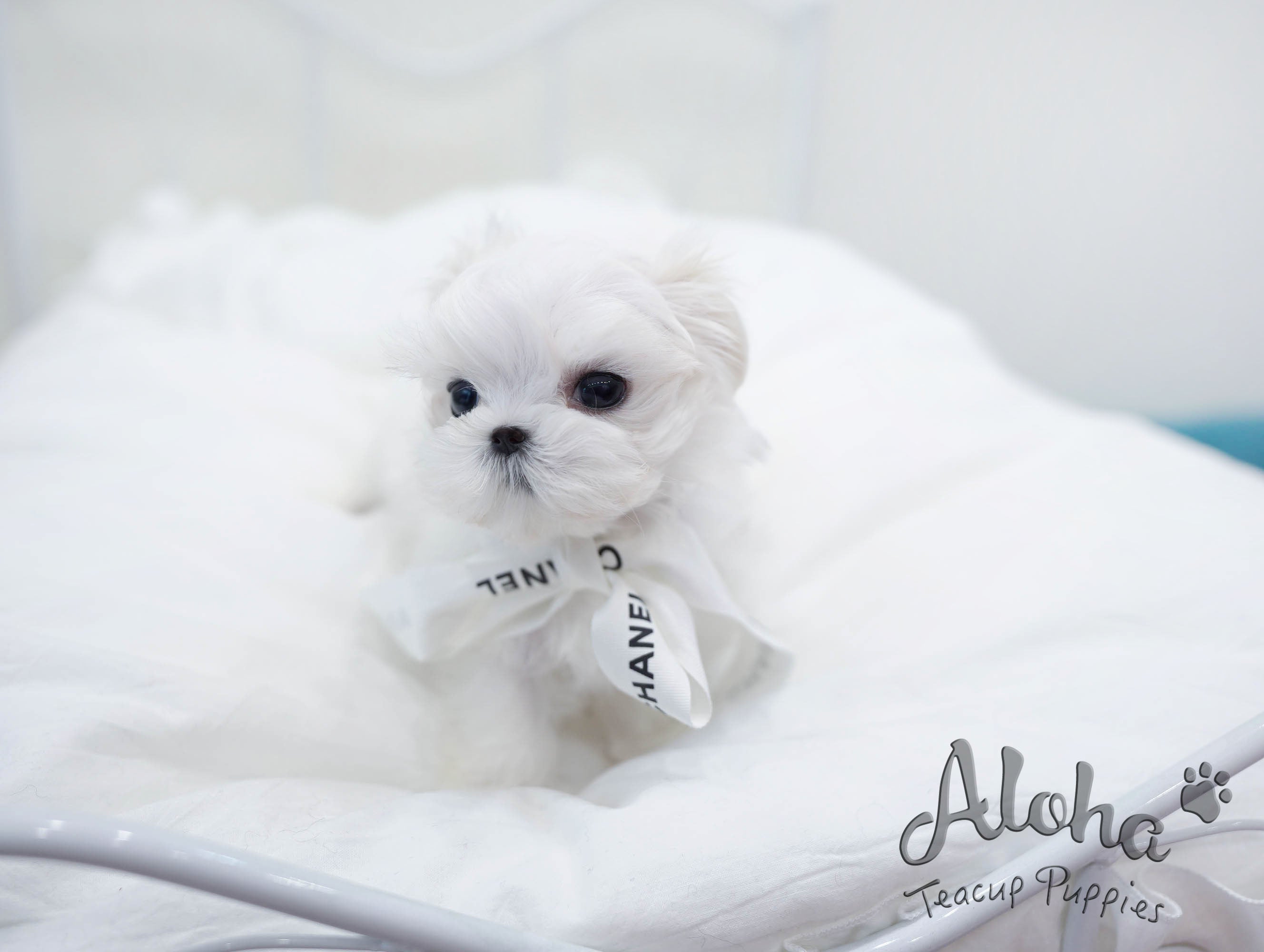 Flory [TEACUP MALTESE]