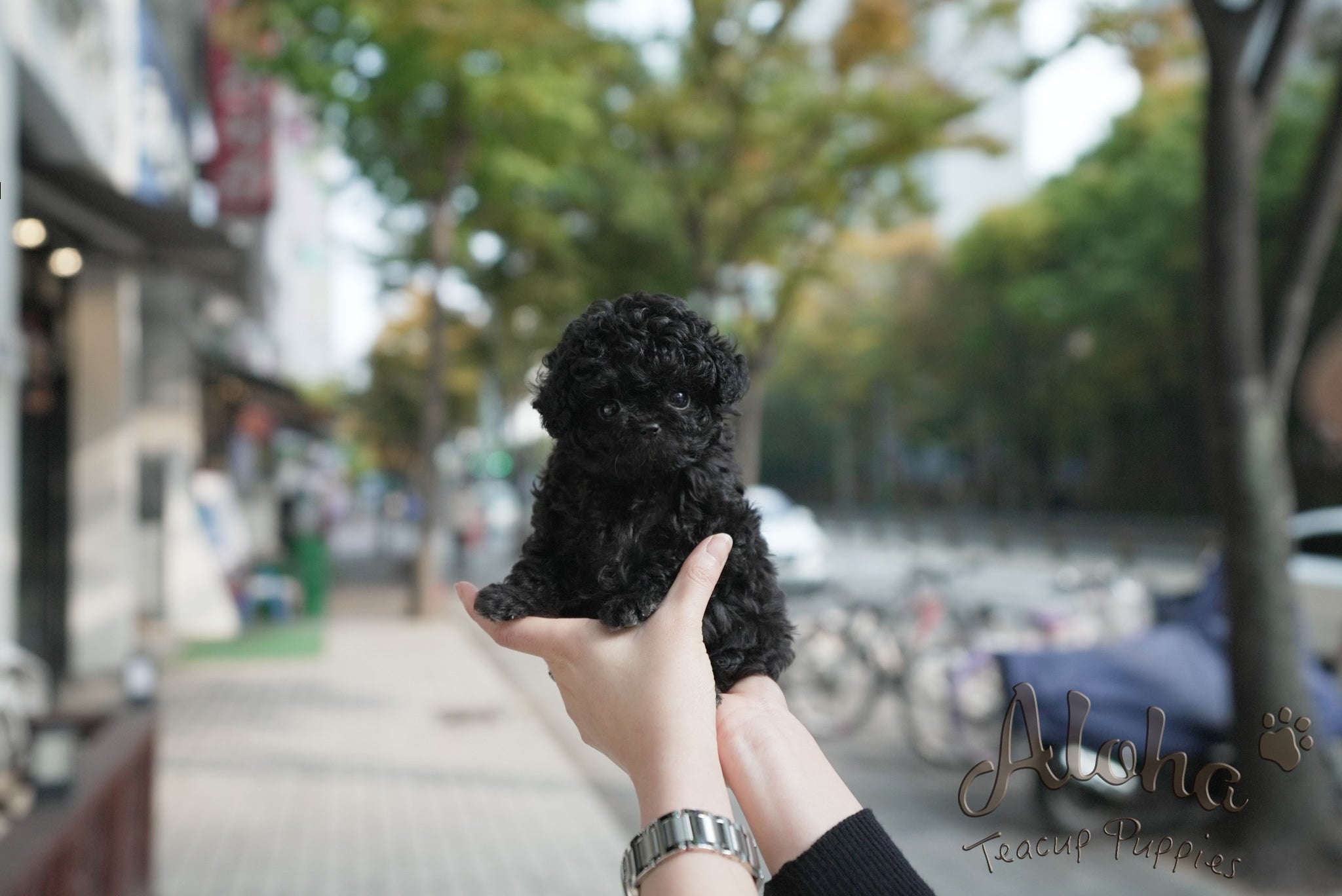 Chloe [TEACUP POODLE]