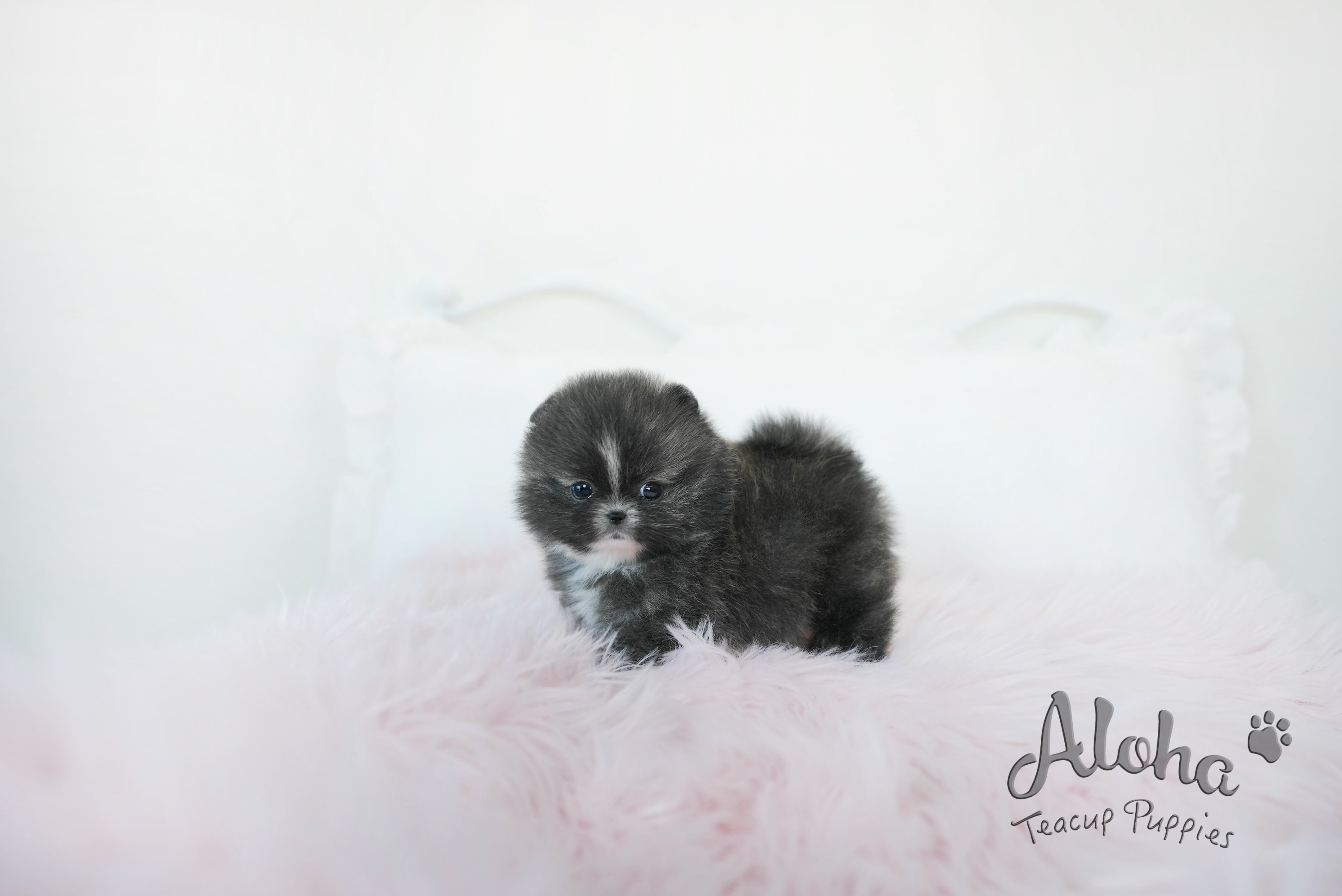 Violet [TEACUP POMERANIAN]