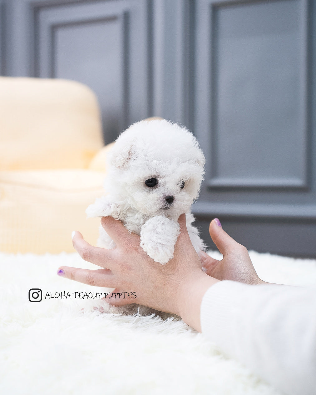 Ashley [TEACUP BICHON]