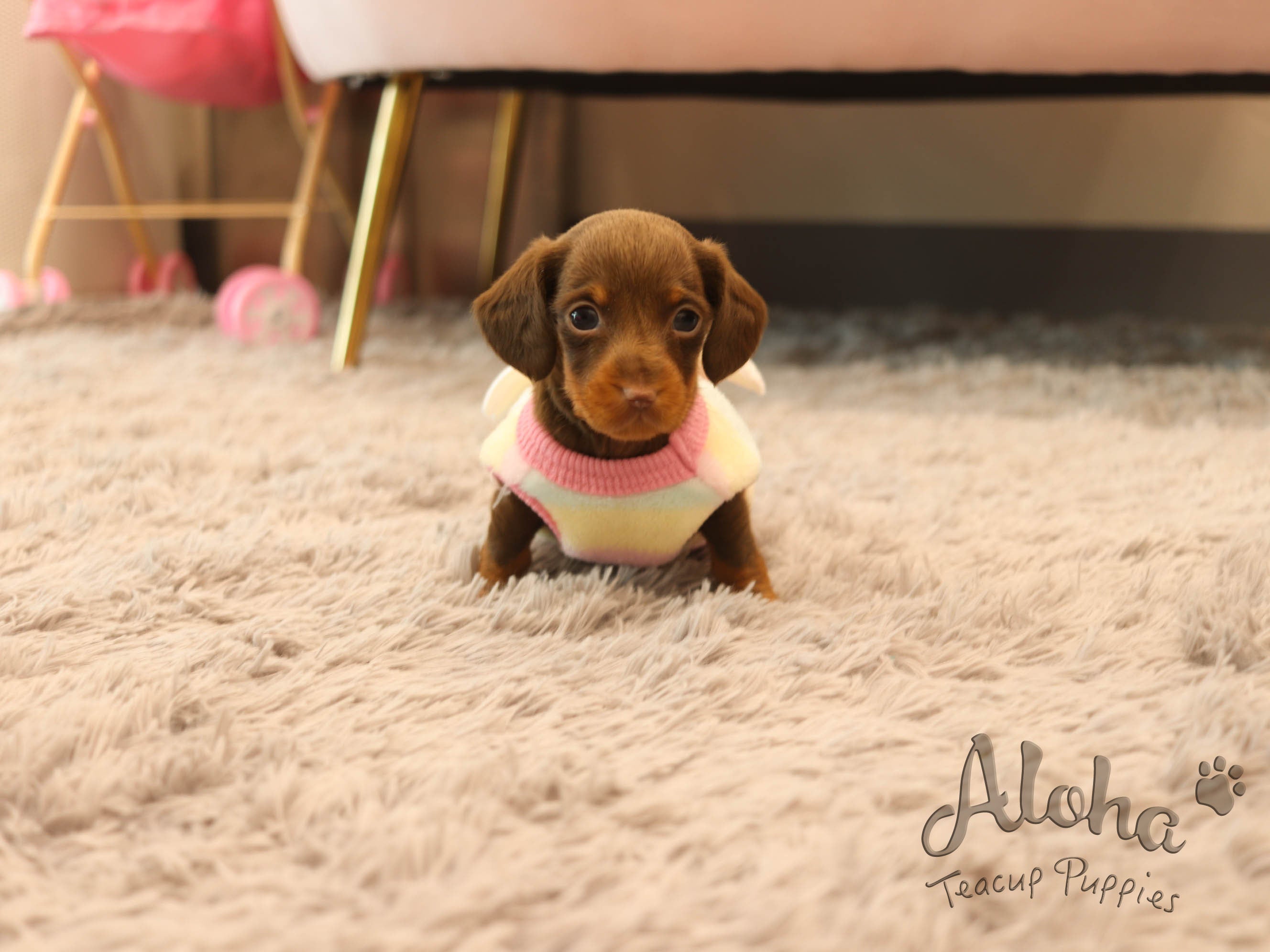 Brownie [TEACUP Dachshund]