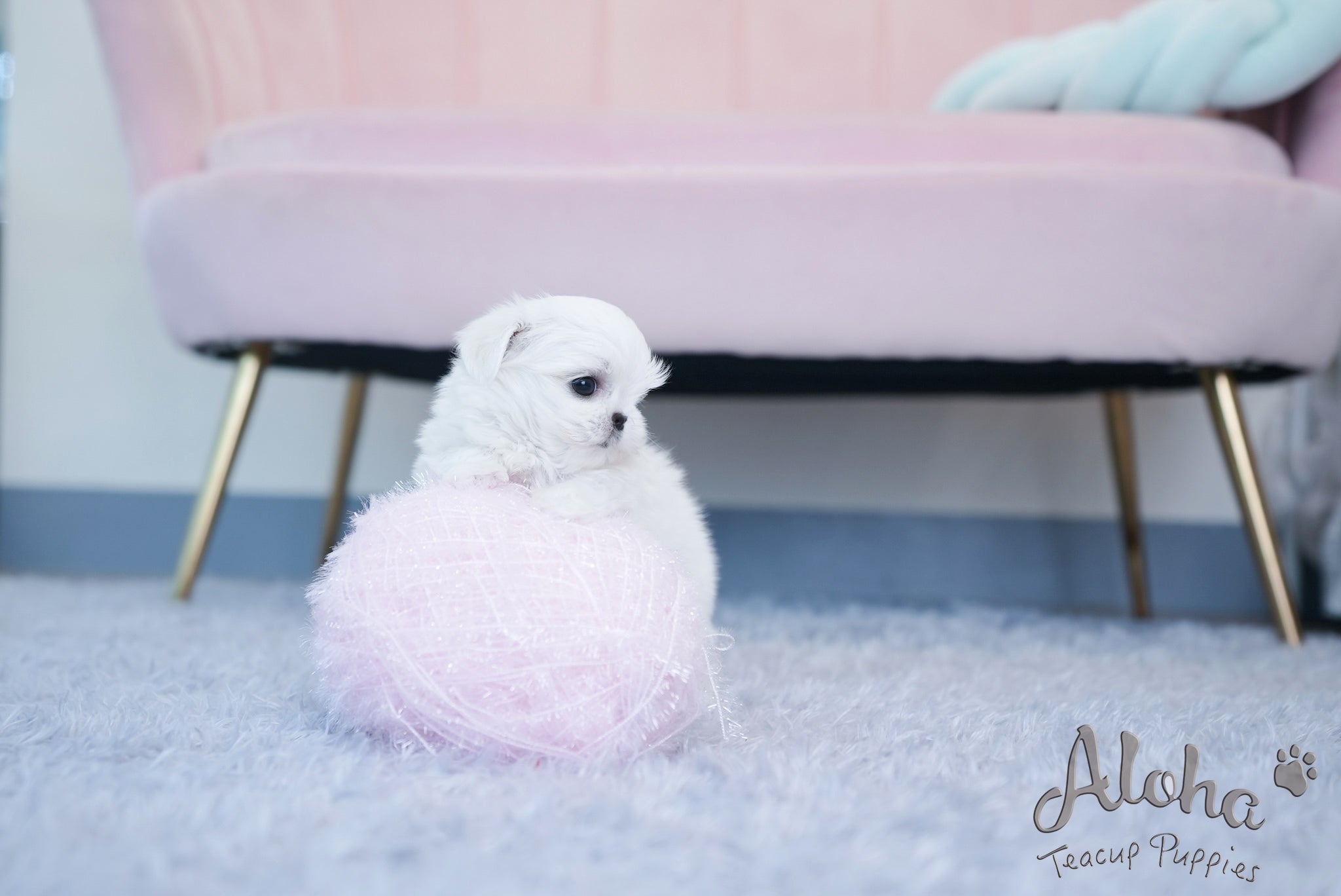 Hazel [TEACUP MALTESE]