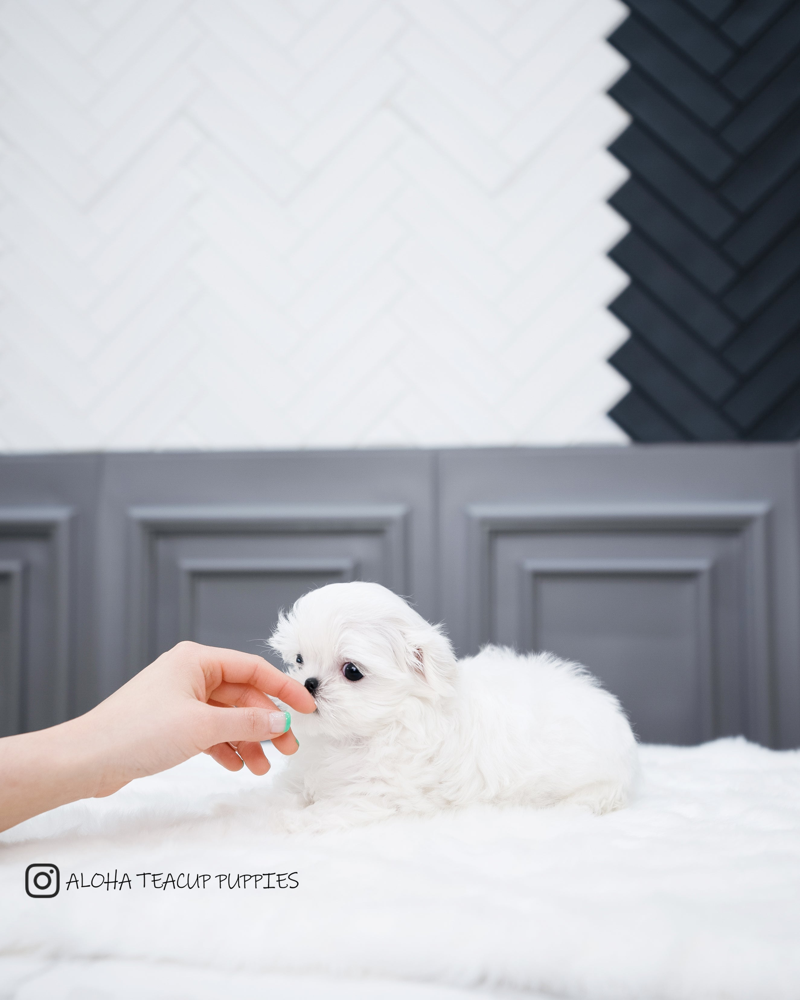 Willy [TEACUP MALTESE]