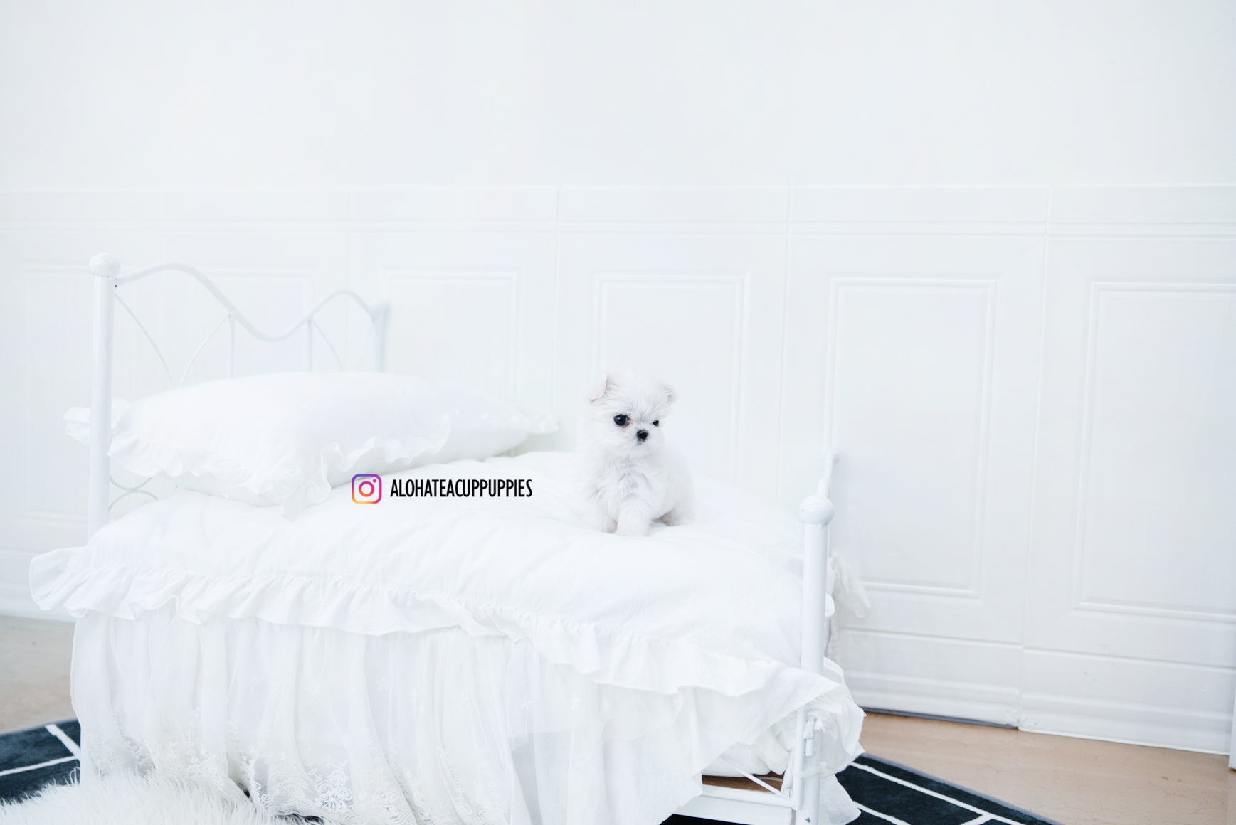 Iris [TEACUP MALTESE]