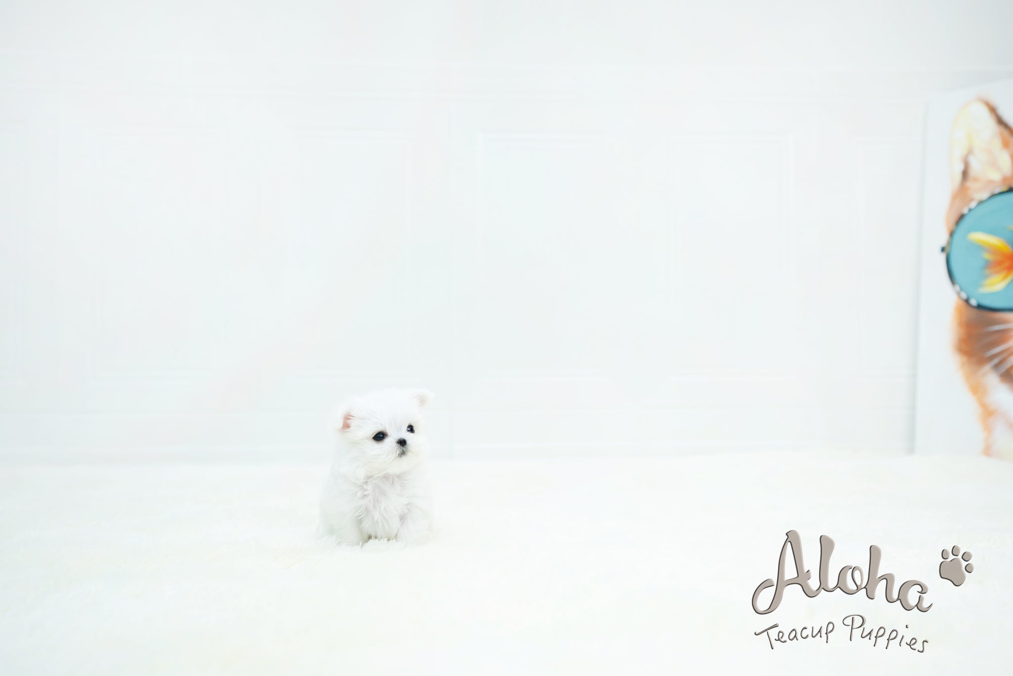 Chloe [TEACUP MALTESE]