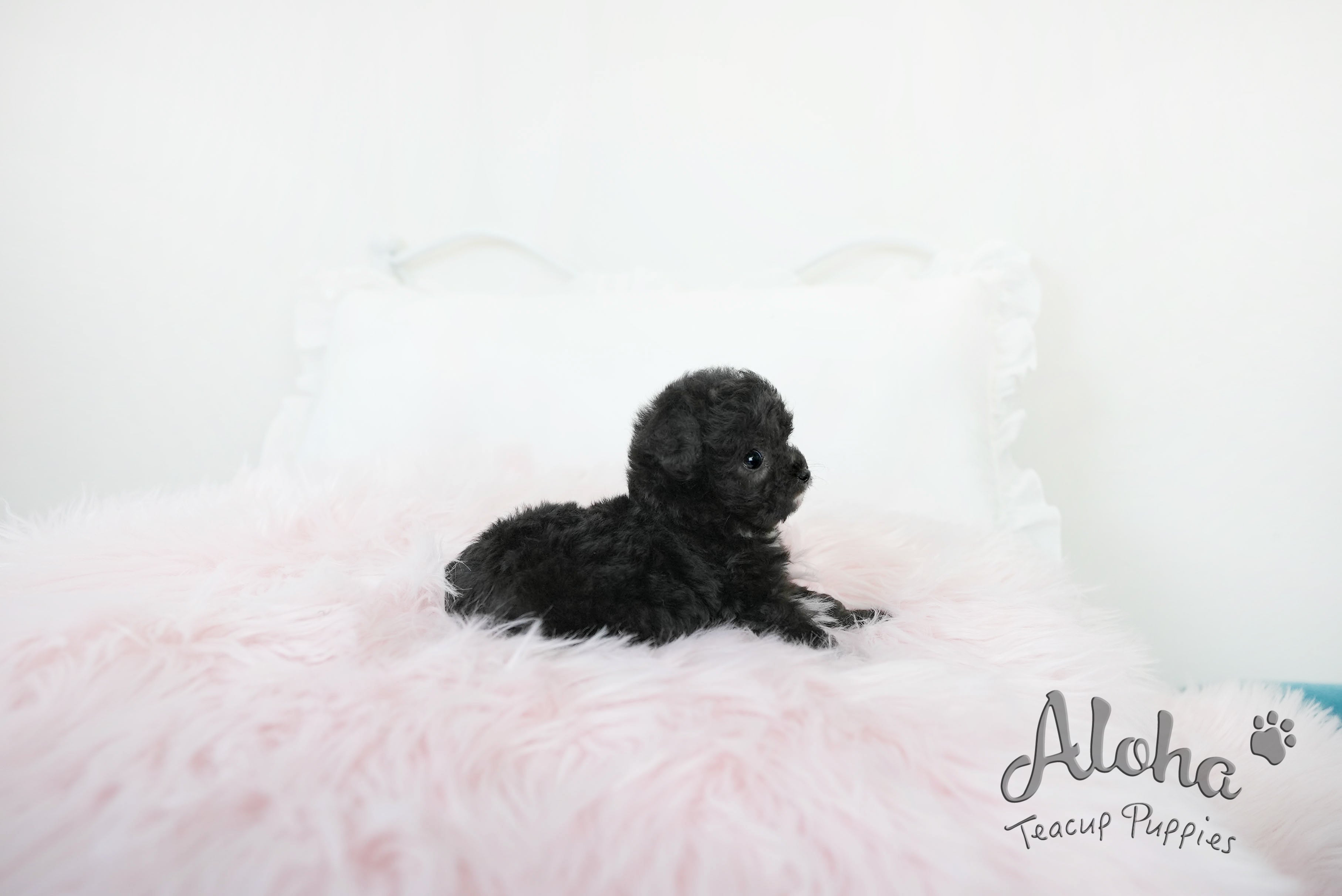 POPPY  [TEACUP POODLE]