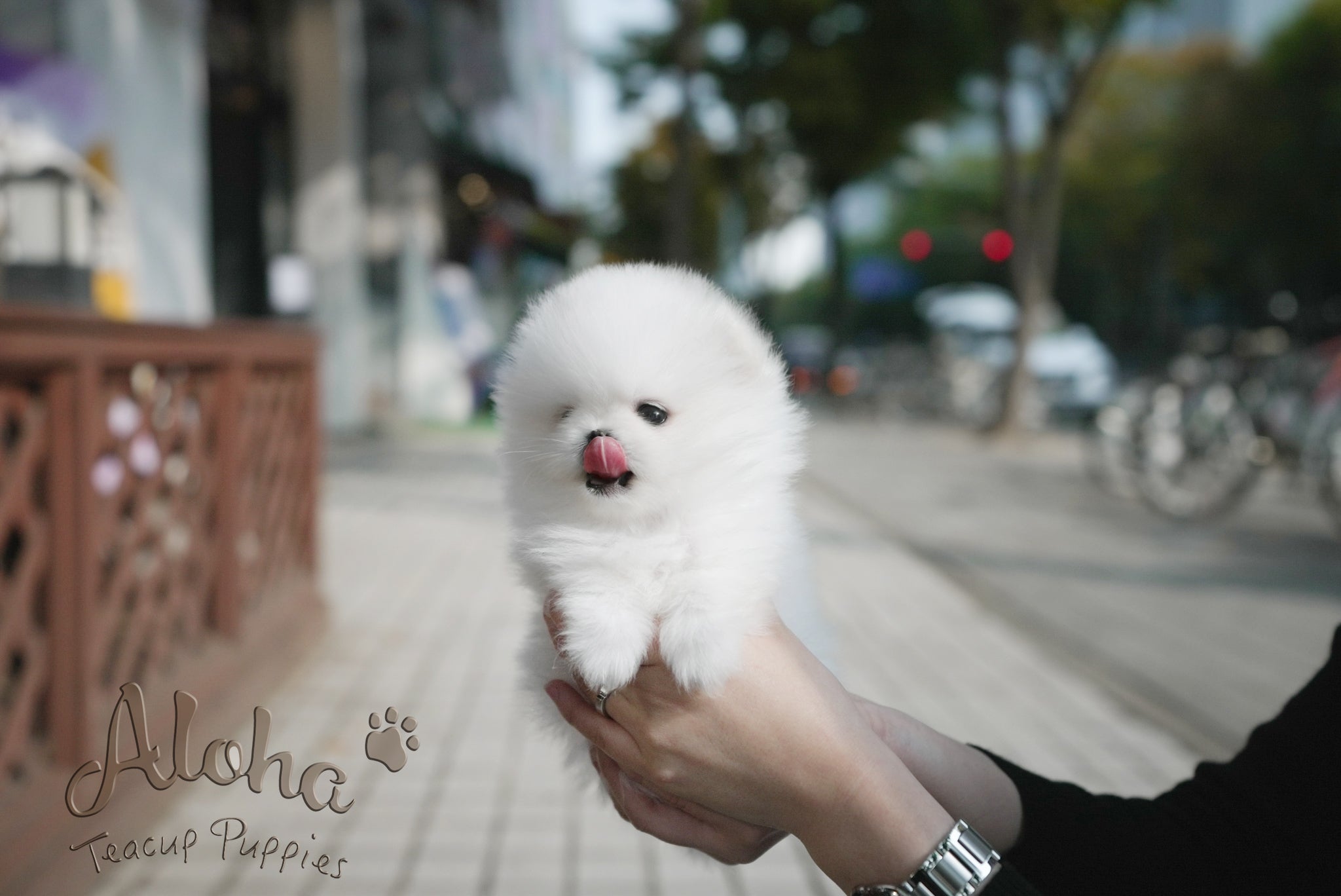 Theo [TEACUP POMERANIAN]