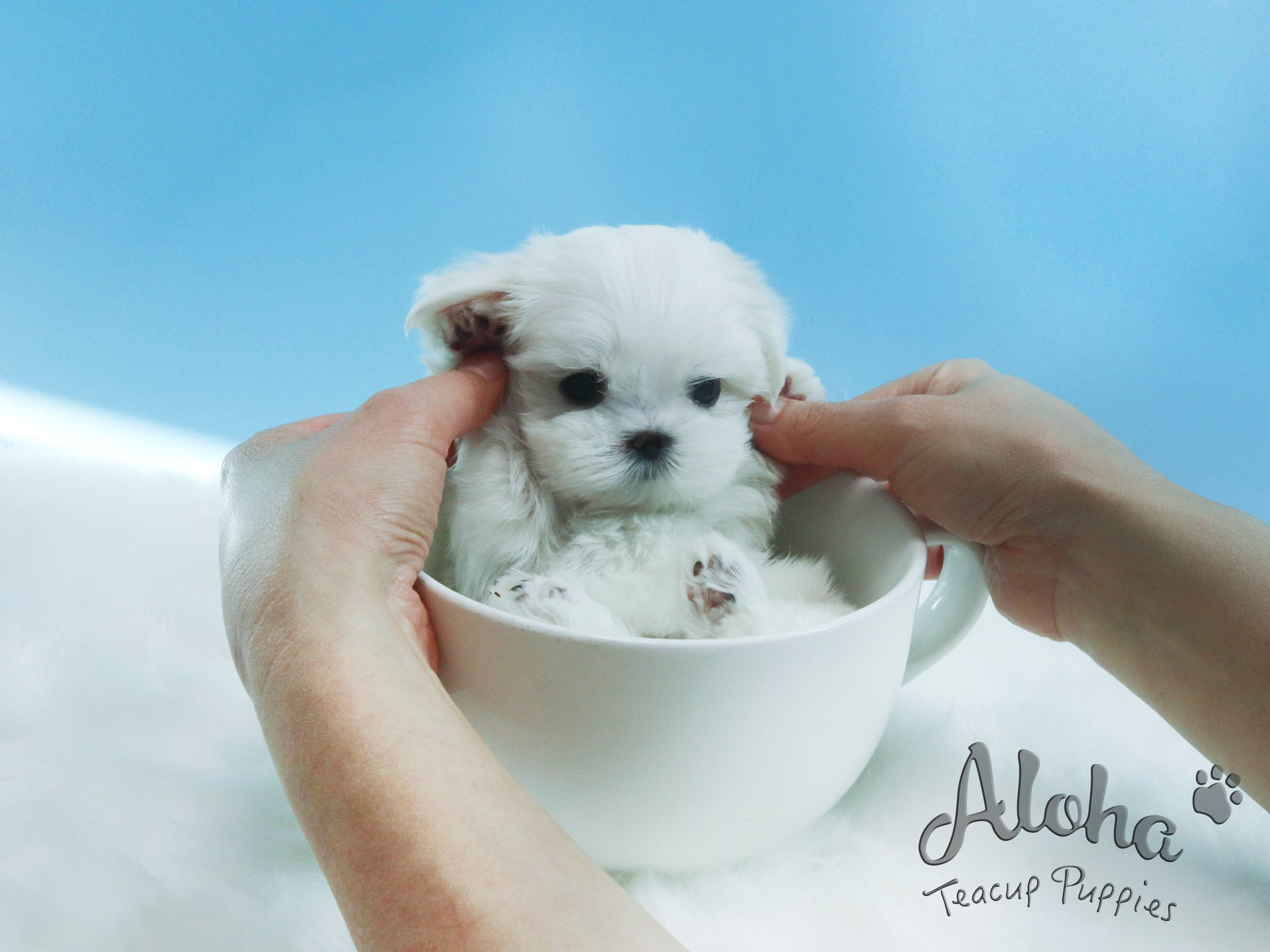 ODIN [TEACUP MALTESE]