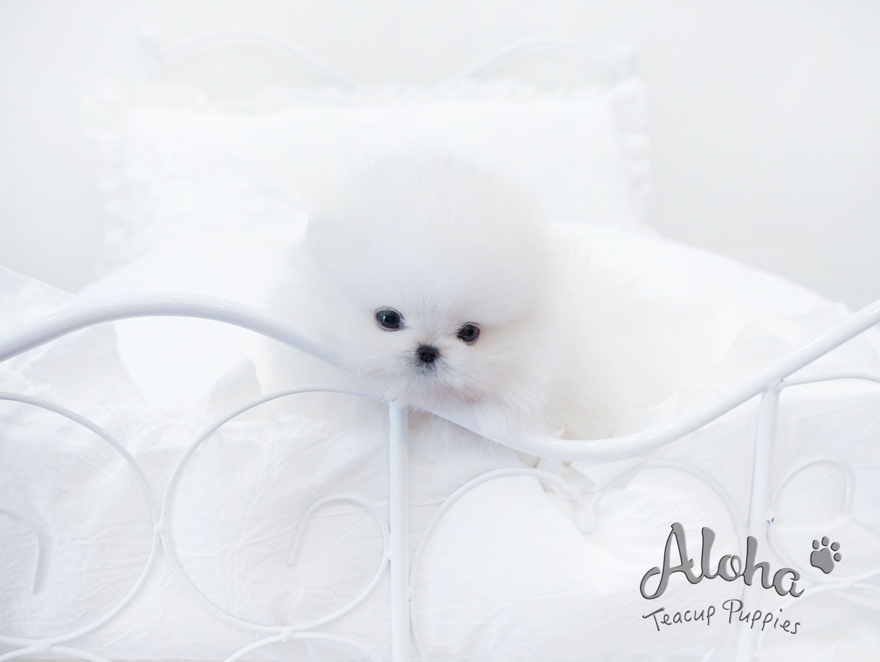 Urus [TEACUP POMERANIAN]