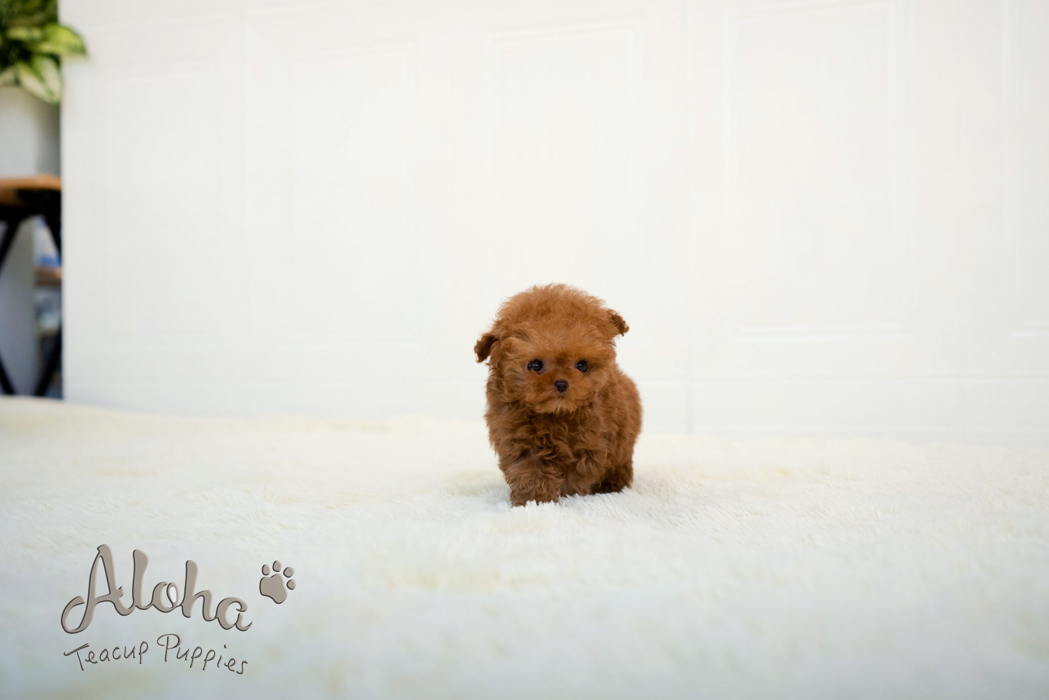 Thor [TEACUP POODLE]