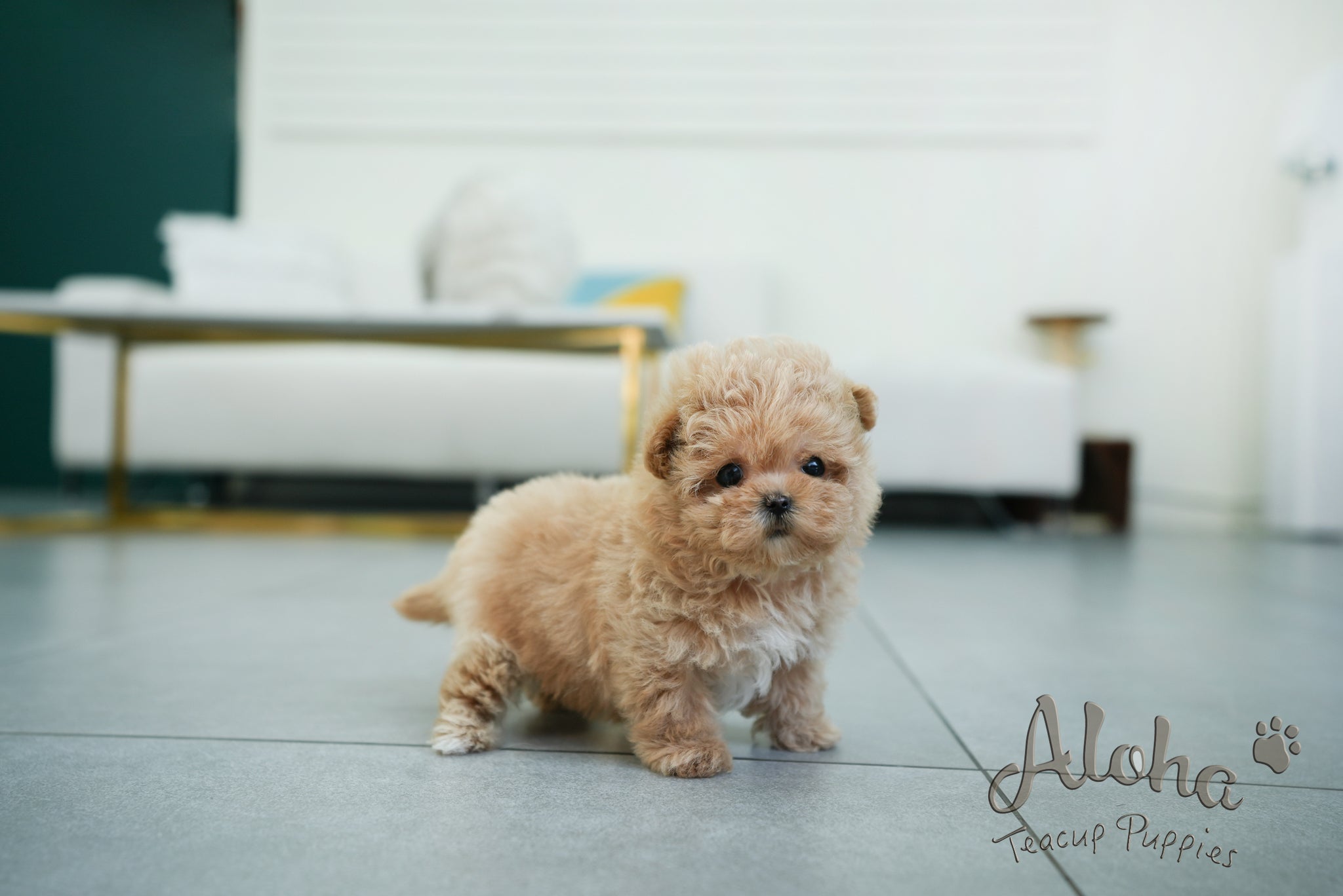 Margo [TEACUP MALTIPOO]
