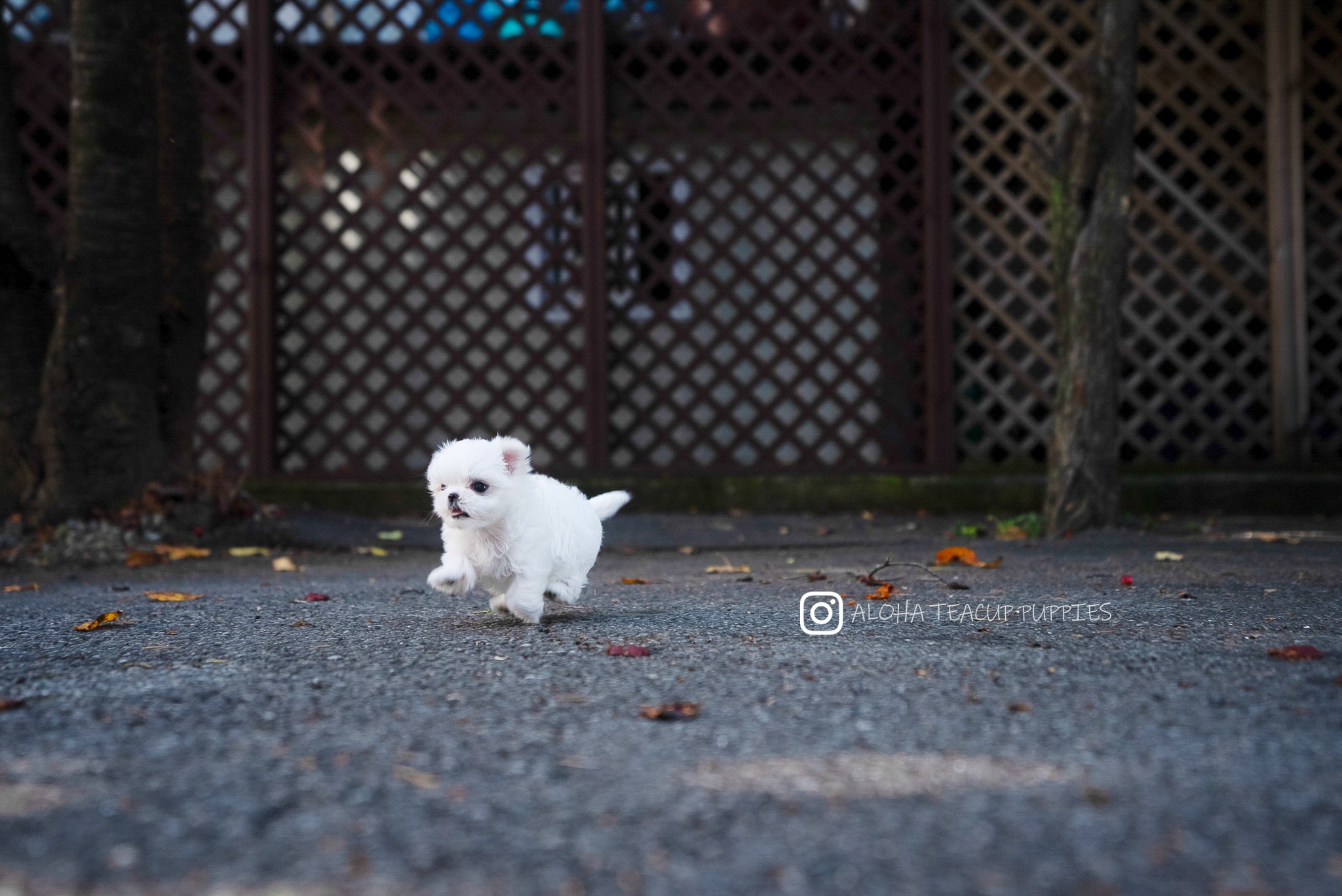 Cara [TEACUP MALTESE]