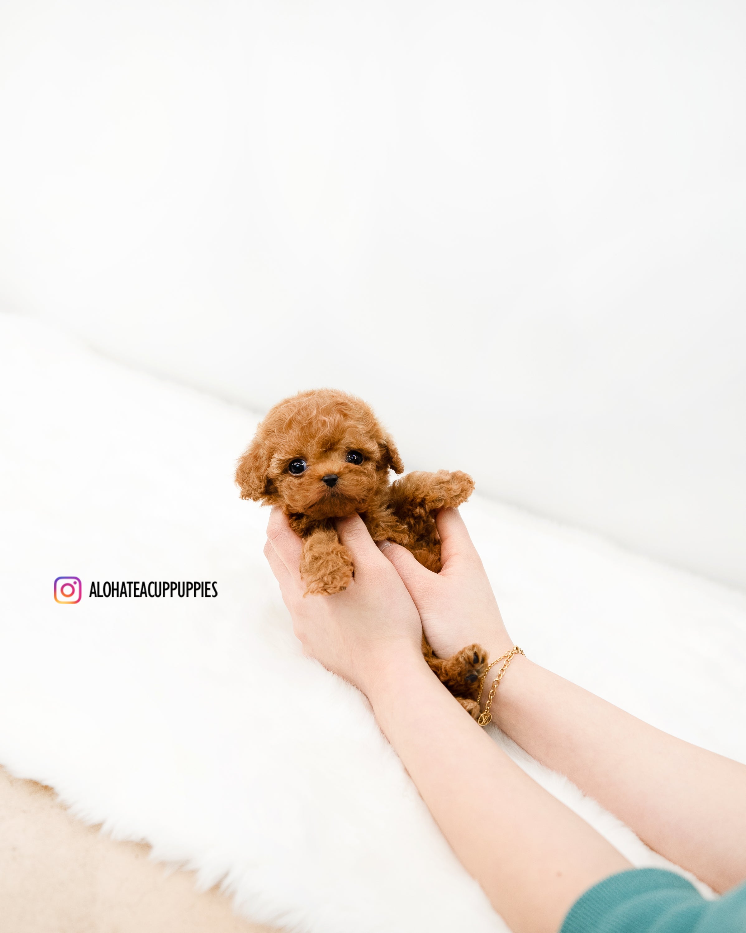 Cindy [TEACUP POODLE]