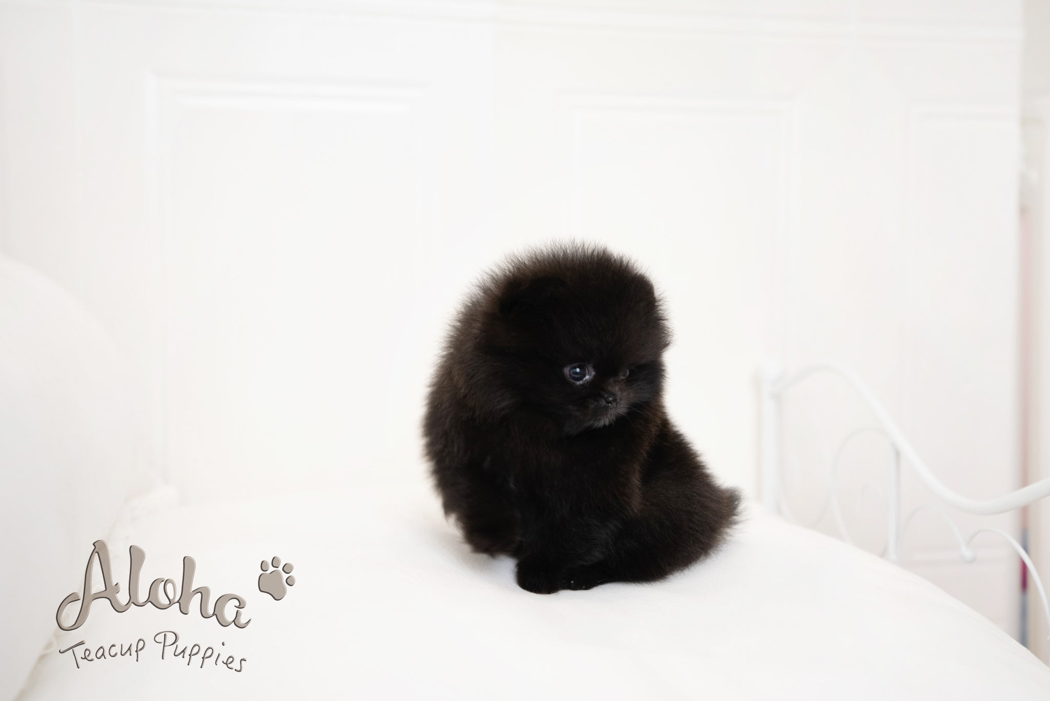 zoe [TEACUP POMERANIAN]