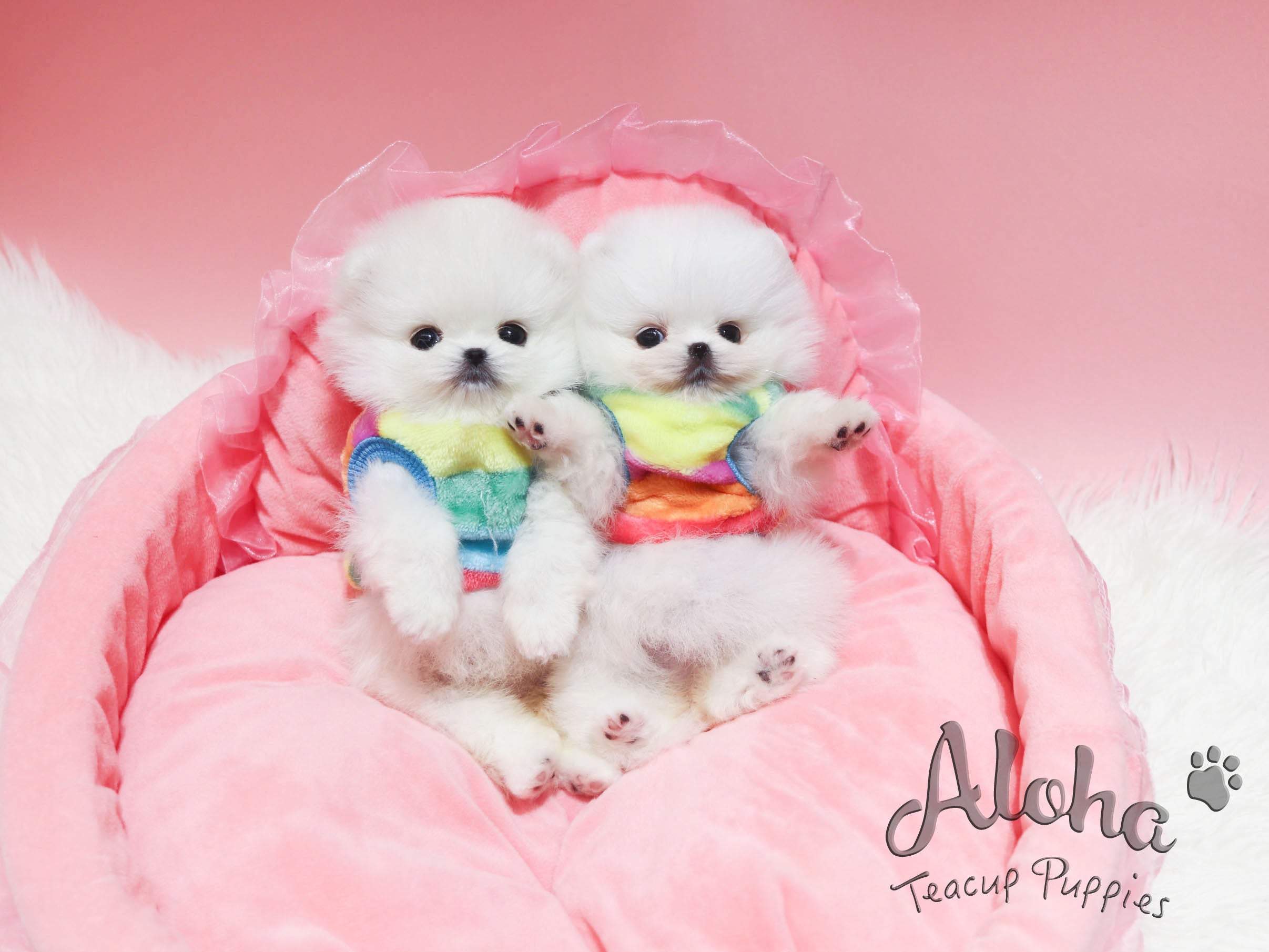 Dolce [TEACUP POMERANIAN]