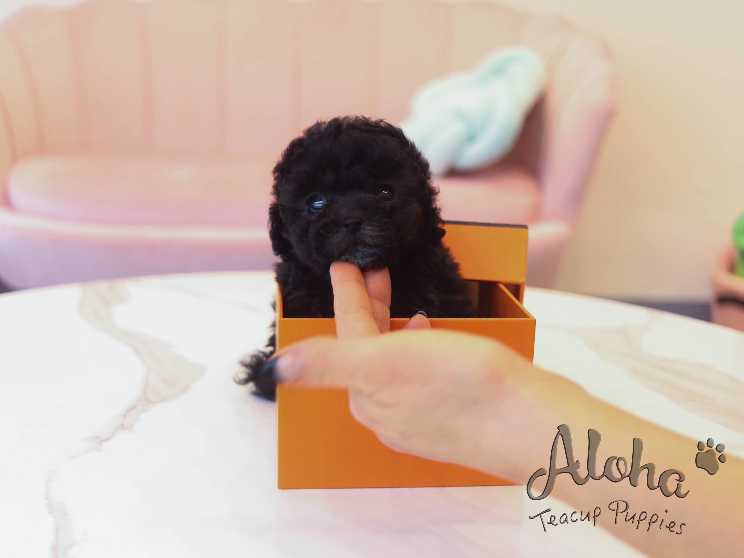 Paris [TEACUP POODLE]