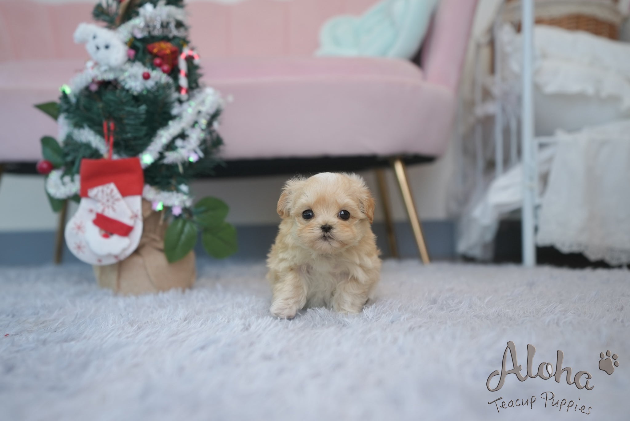 MAPLE [TEACUP MALTIPOO]