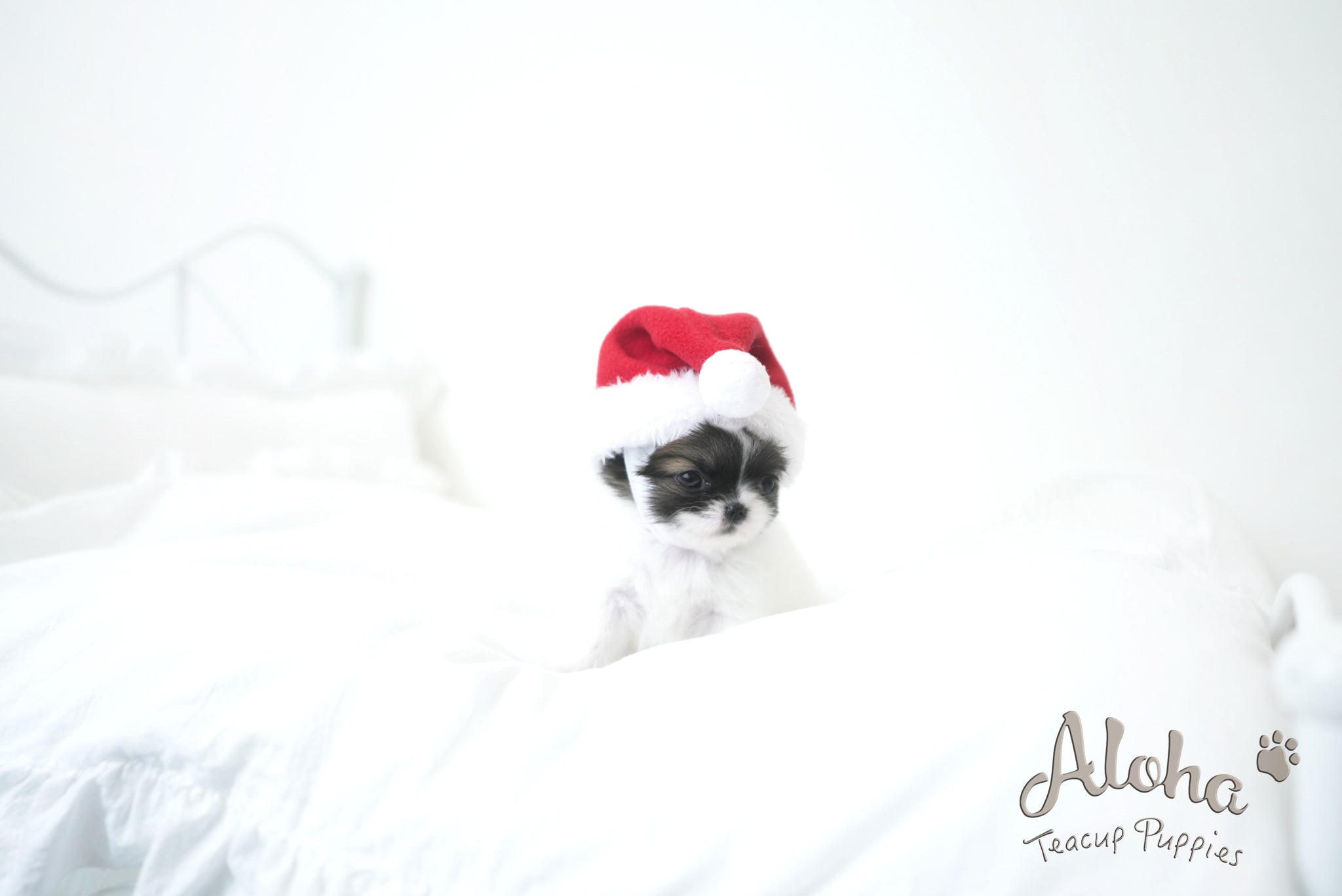 Cherry [TEACUP CHIHUAHUA]
