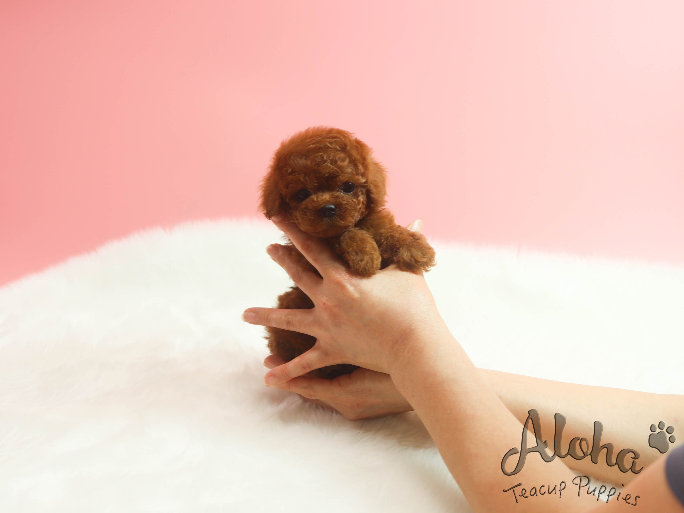 Sold to rebecca, Paris [TEACUP POODLE]