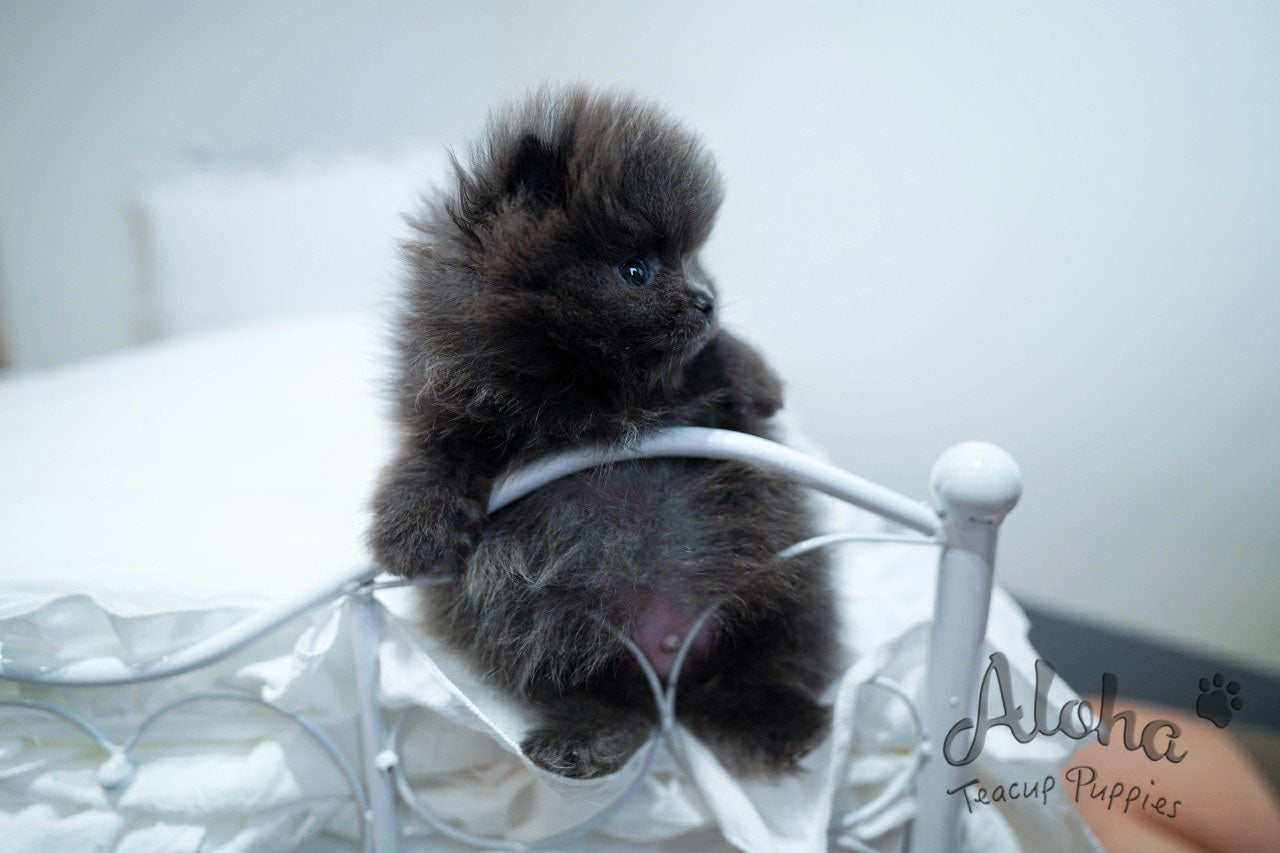 BLUE  [TEACUP POMERANIAN]