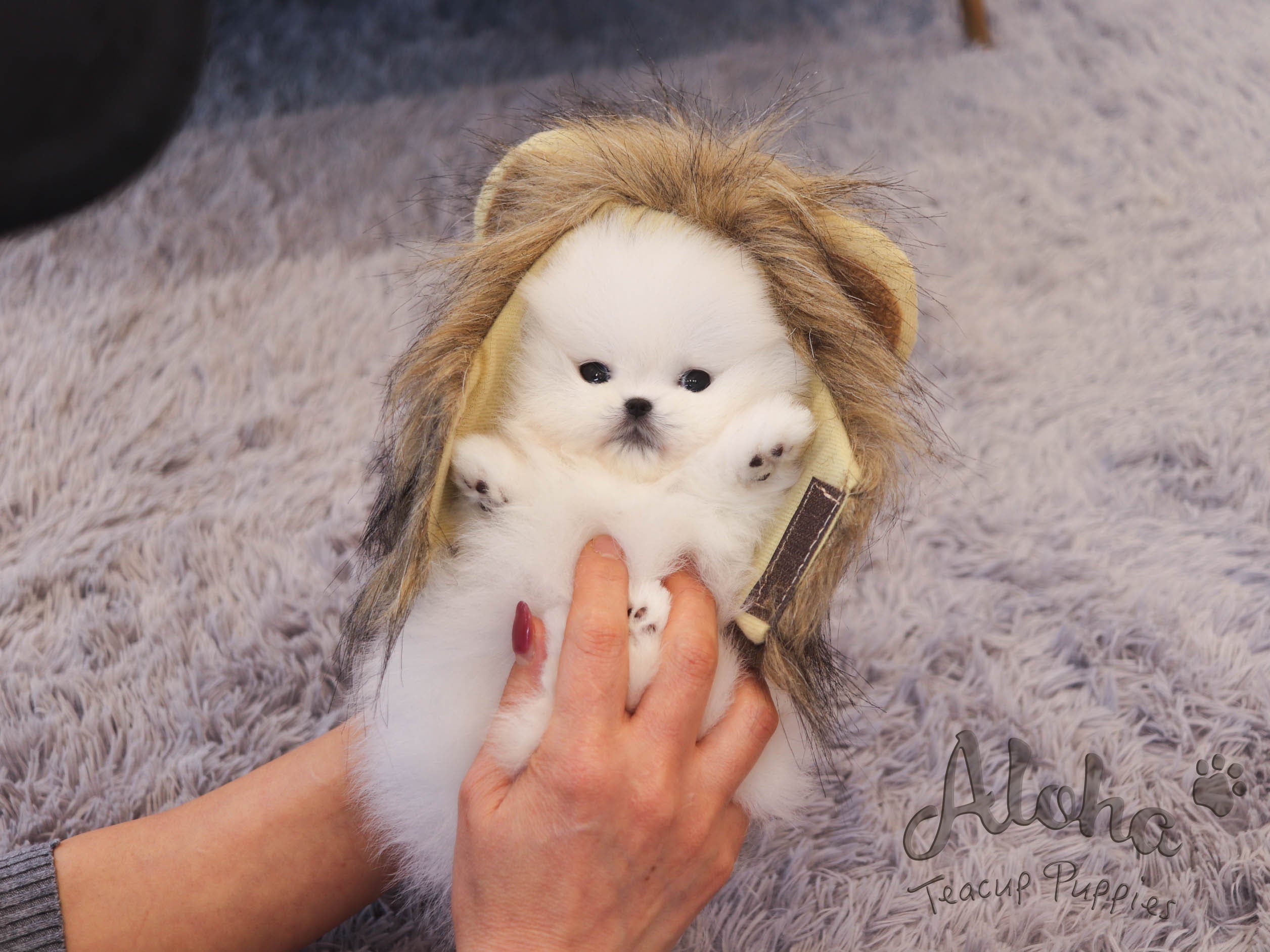 DAISY [TEACUP POMERANIAN]