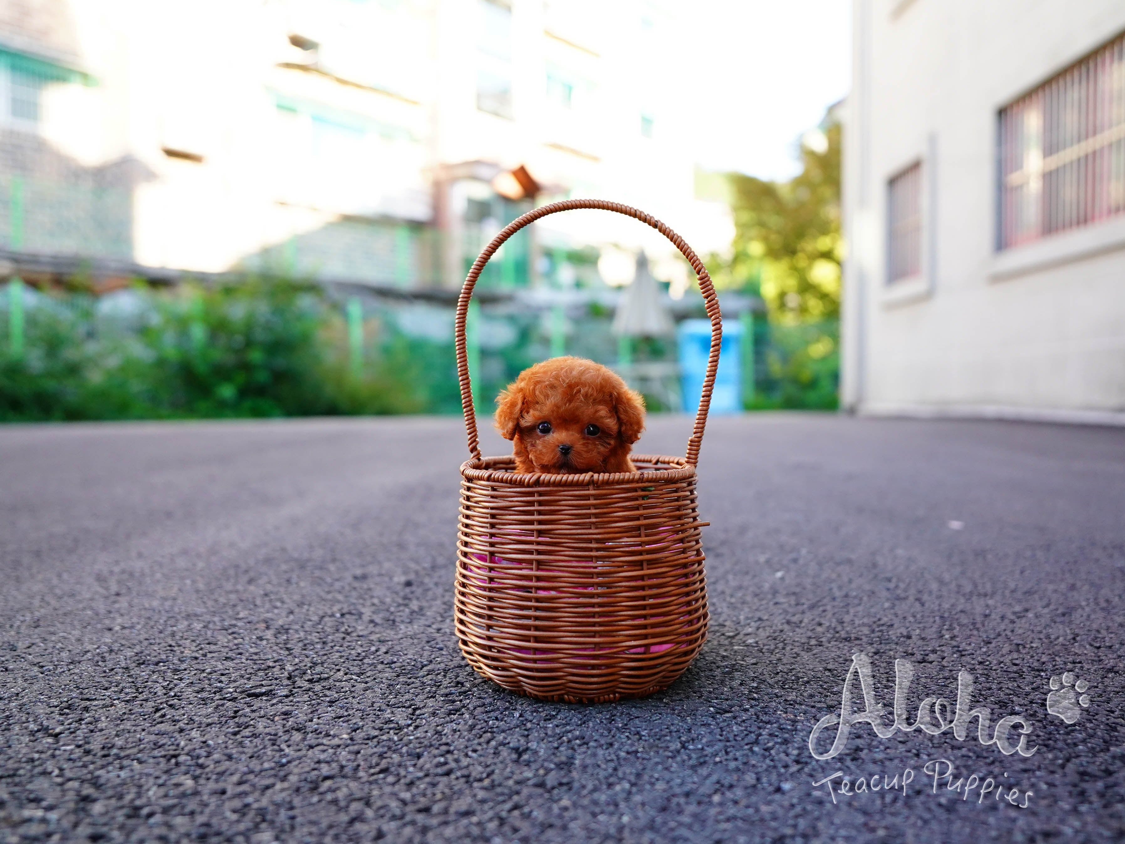 Pepsi [TEACUP POODLE]