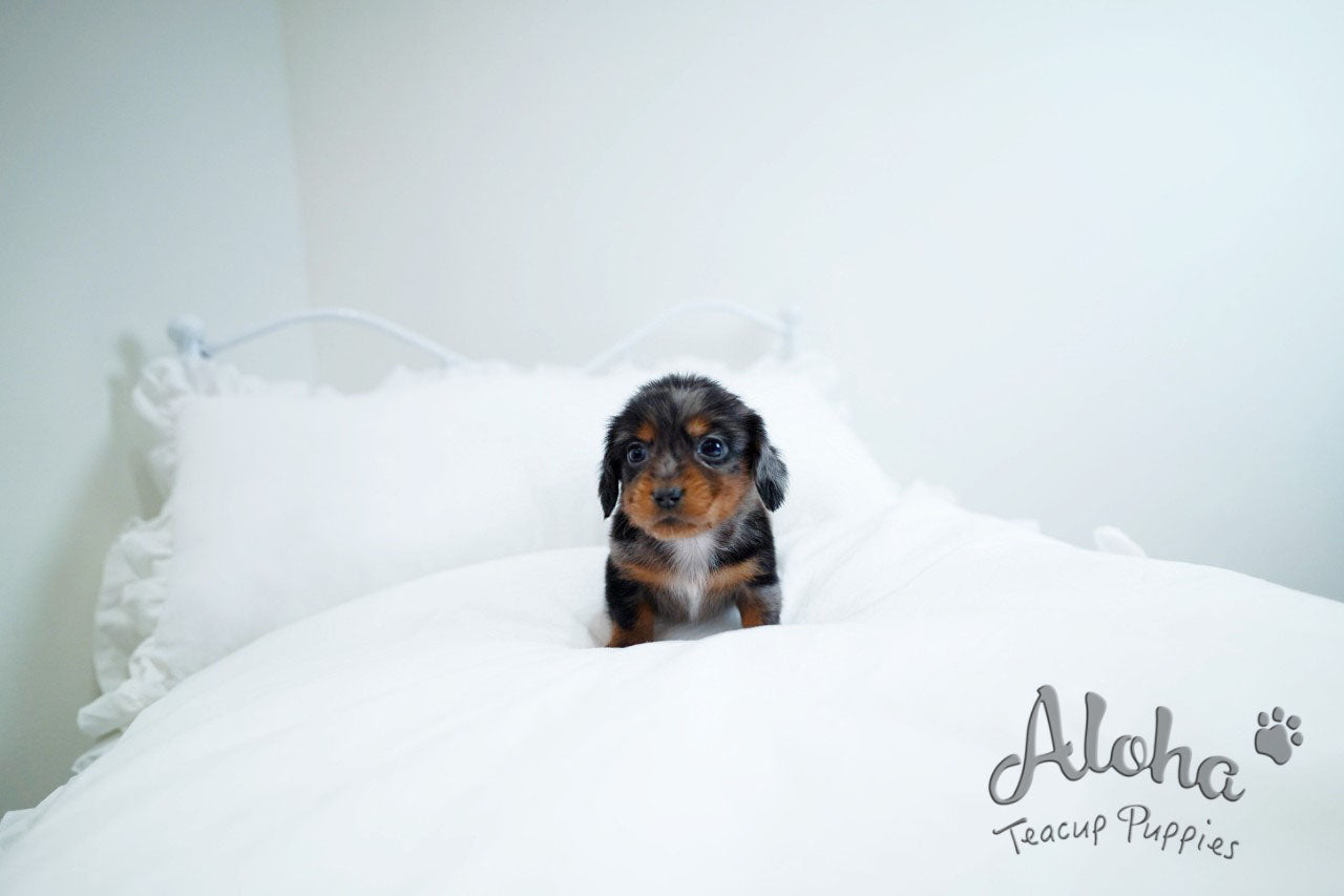 RAY [DACHSHUND TAZA DE TÉ]