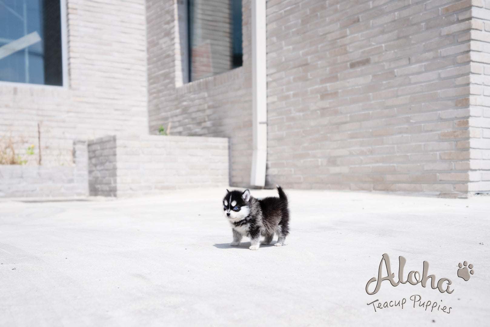 Alex [Pomsky TAZA DE TÉ]