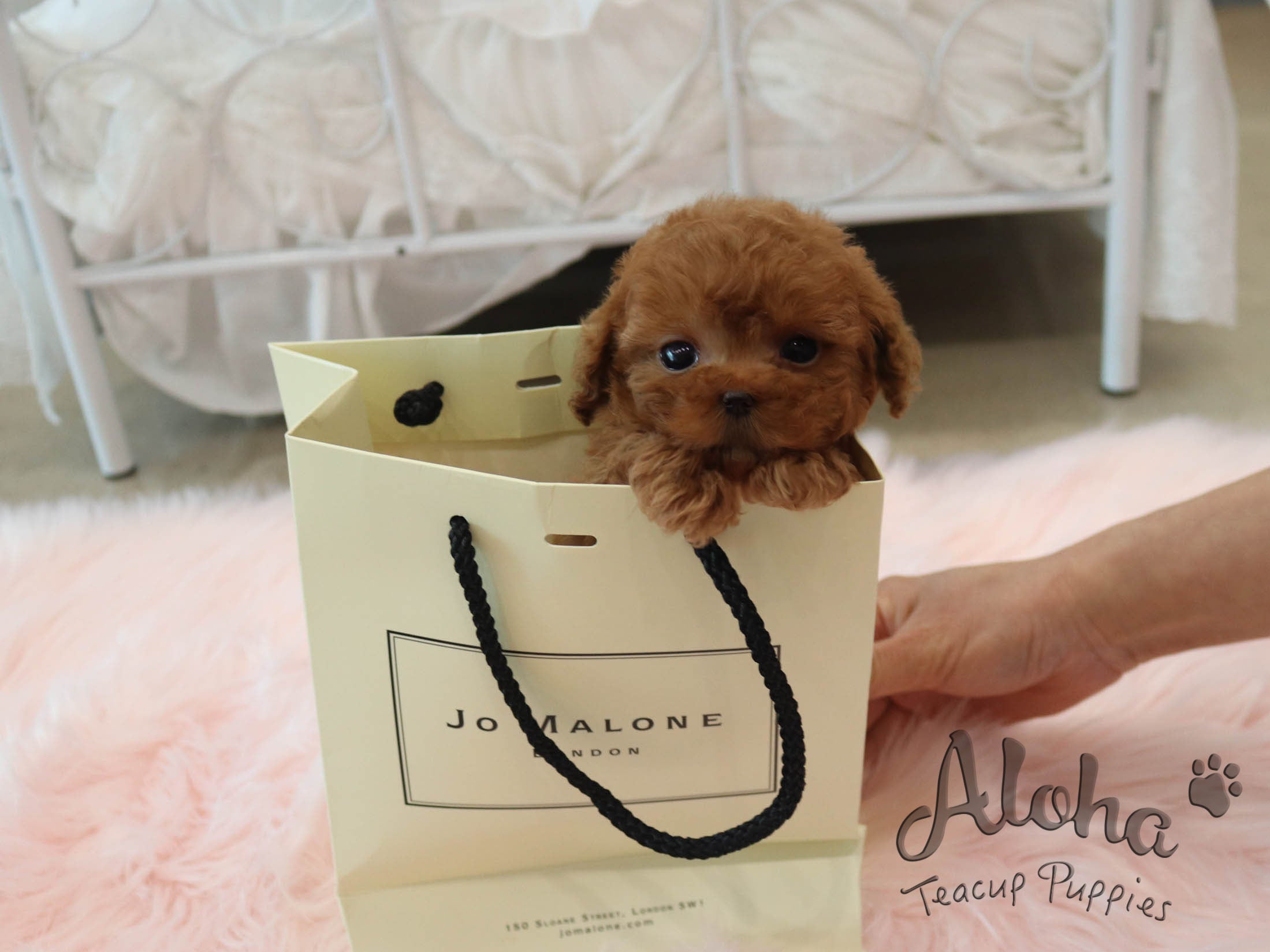 FENDI [TEACUP POODLE]