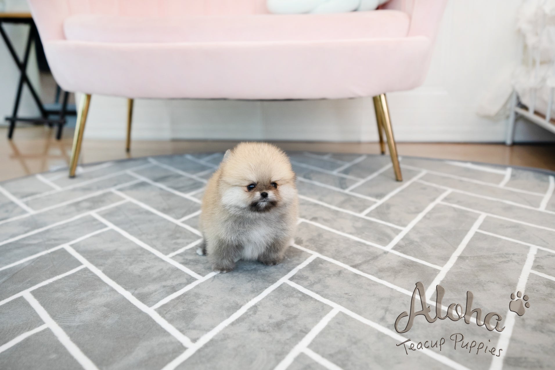 GUCCI [TEACUP POMERANIAN]