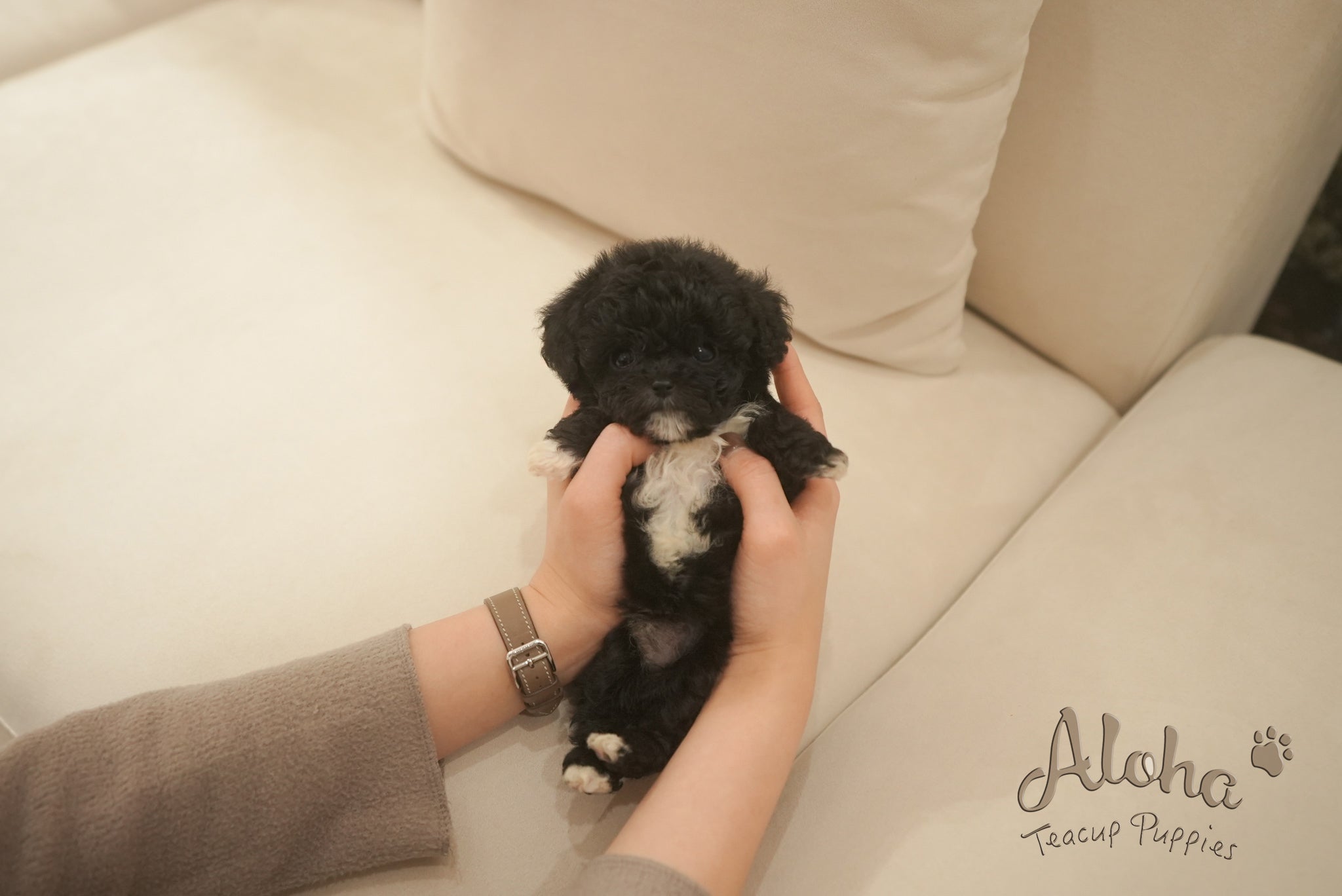 Remi [TEACUP POODLE]