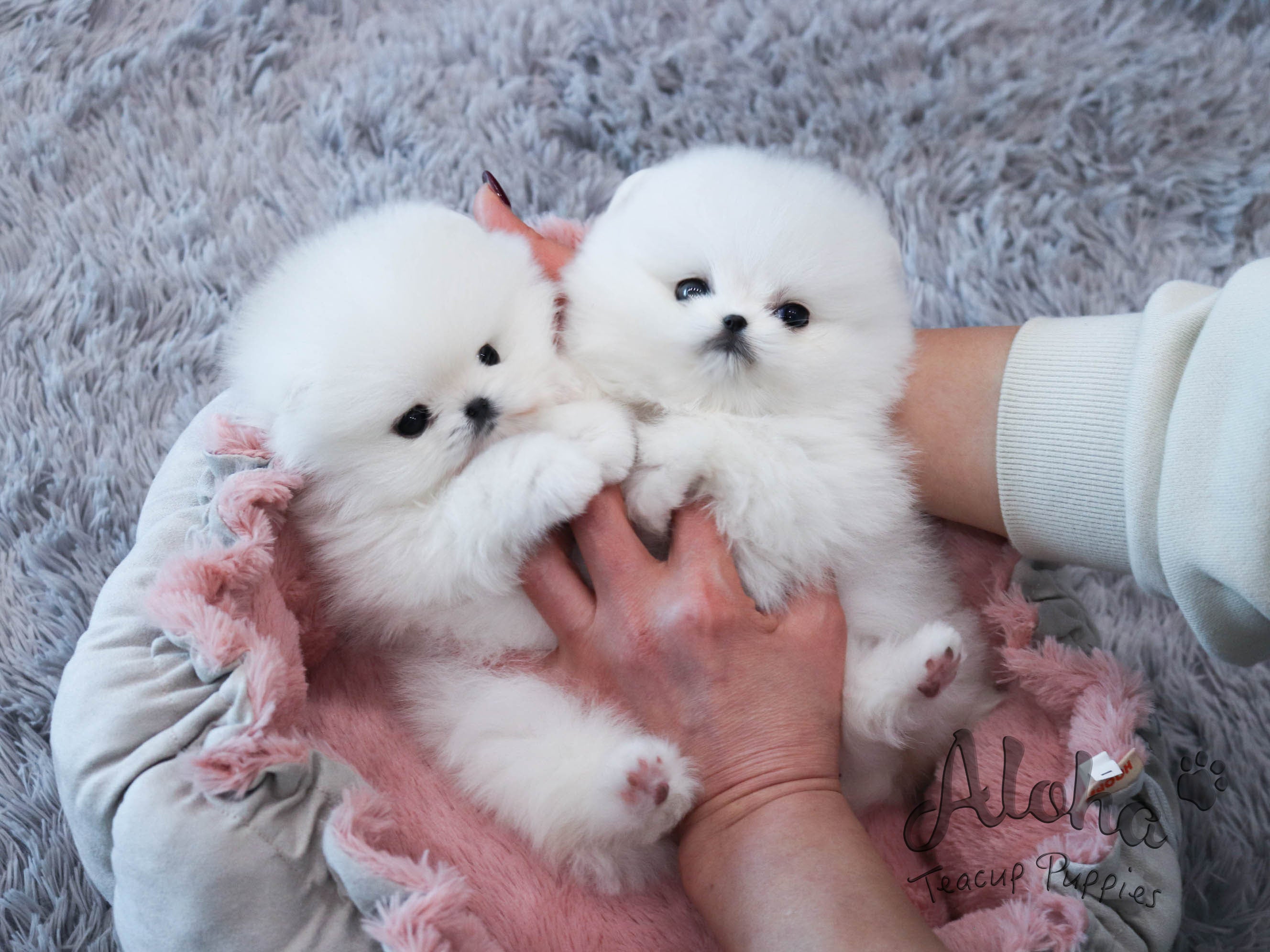 Melo&Molly [TEACUP POMERANIAN]