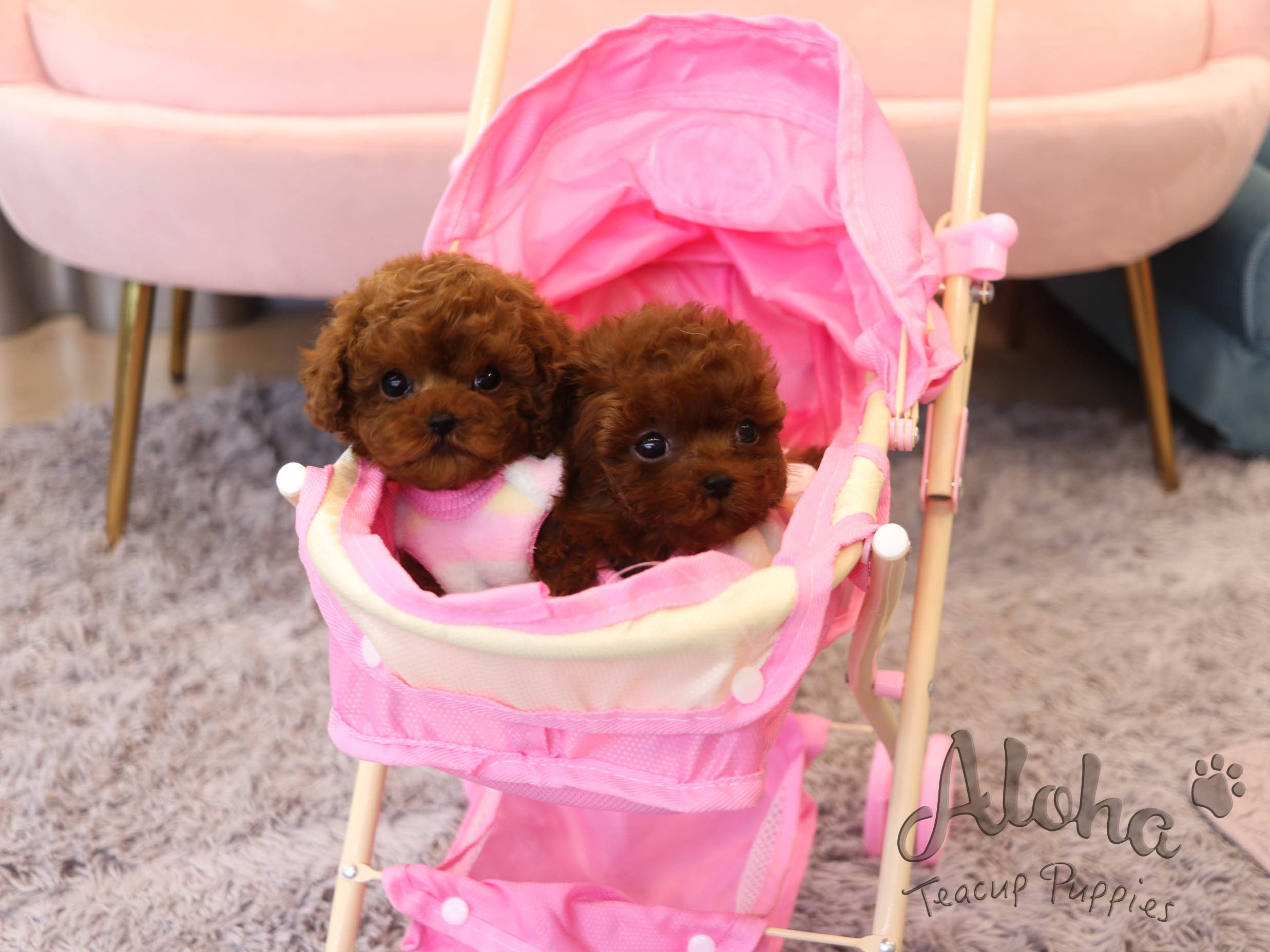 Popcorn [TEACUP POODLE]