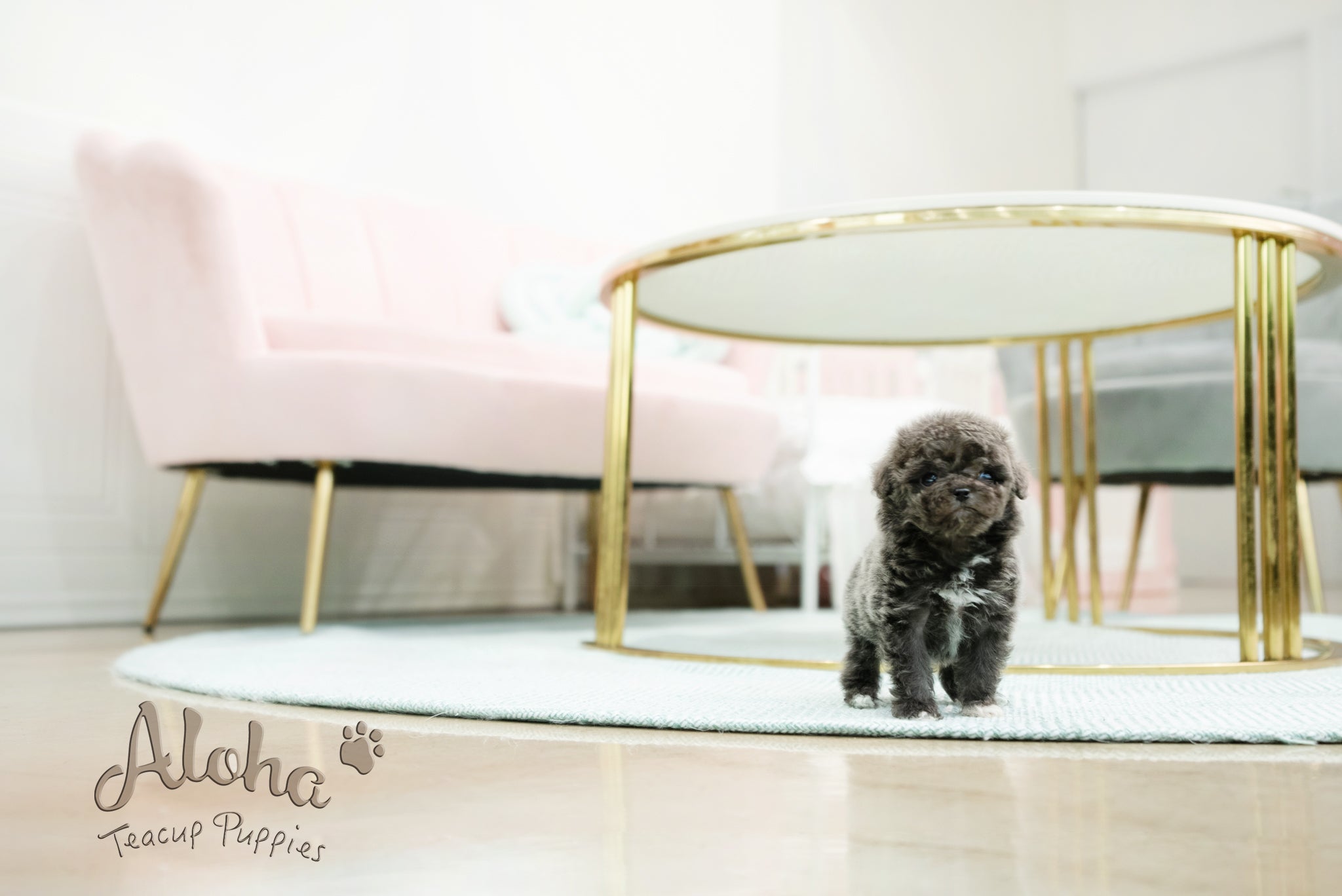 Ian [TEACUP POODLE]