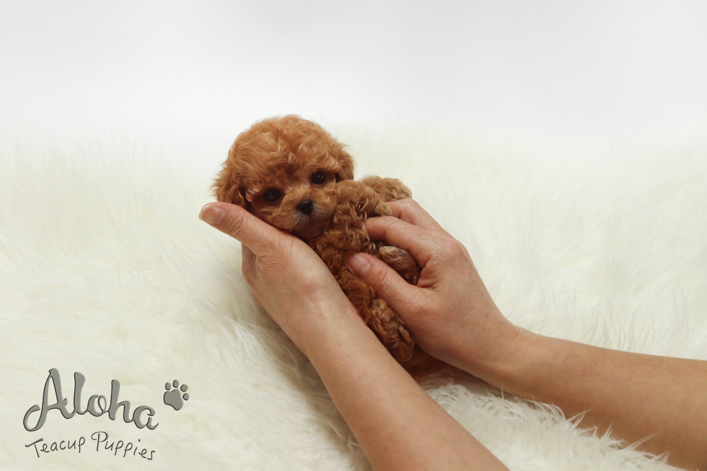 Vendido a Ronel, Lizzy [Caniche TACITA DE TÉ]