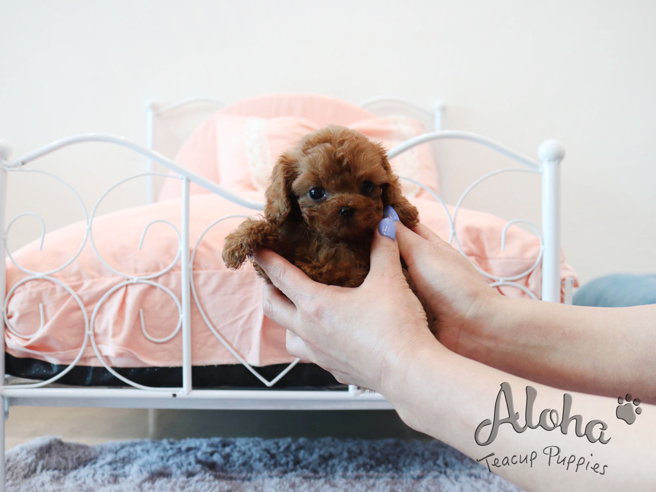 Kona [TEACUP POODLE]