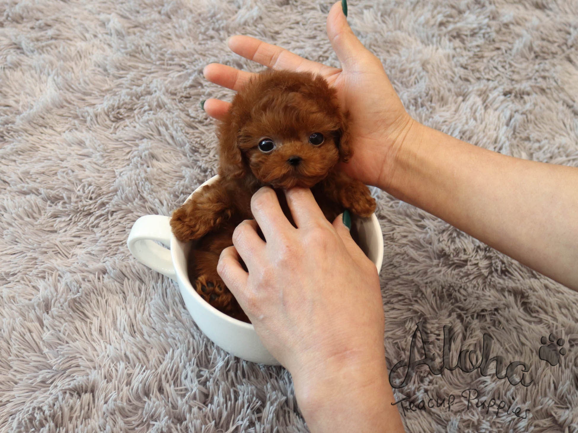 Rambo [TEACUP POODLE]