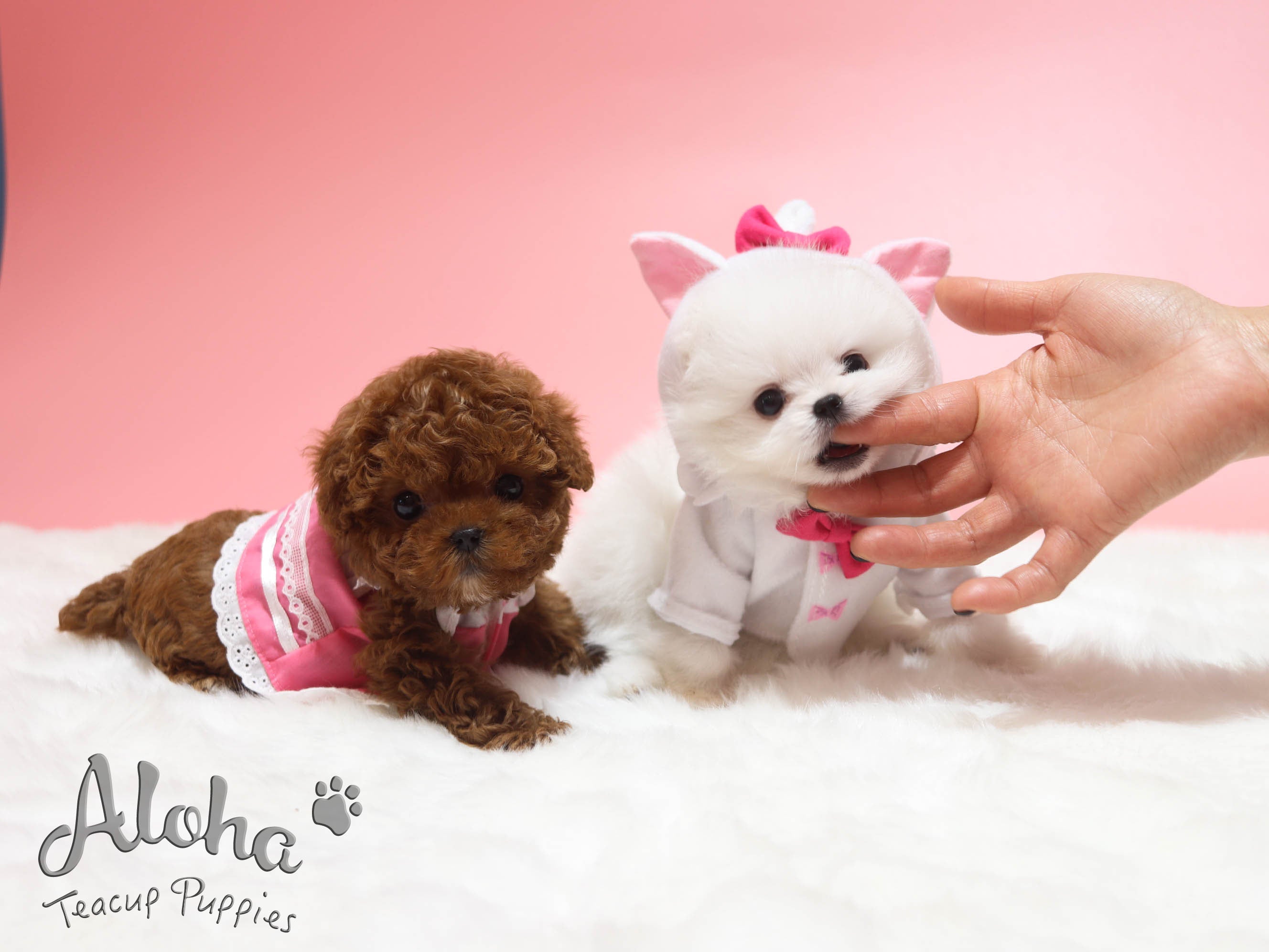 APPLE [TEACUP POODLE]