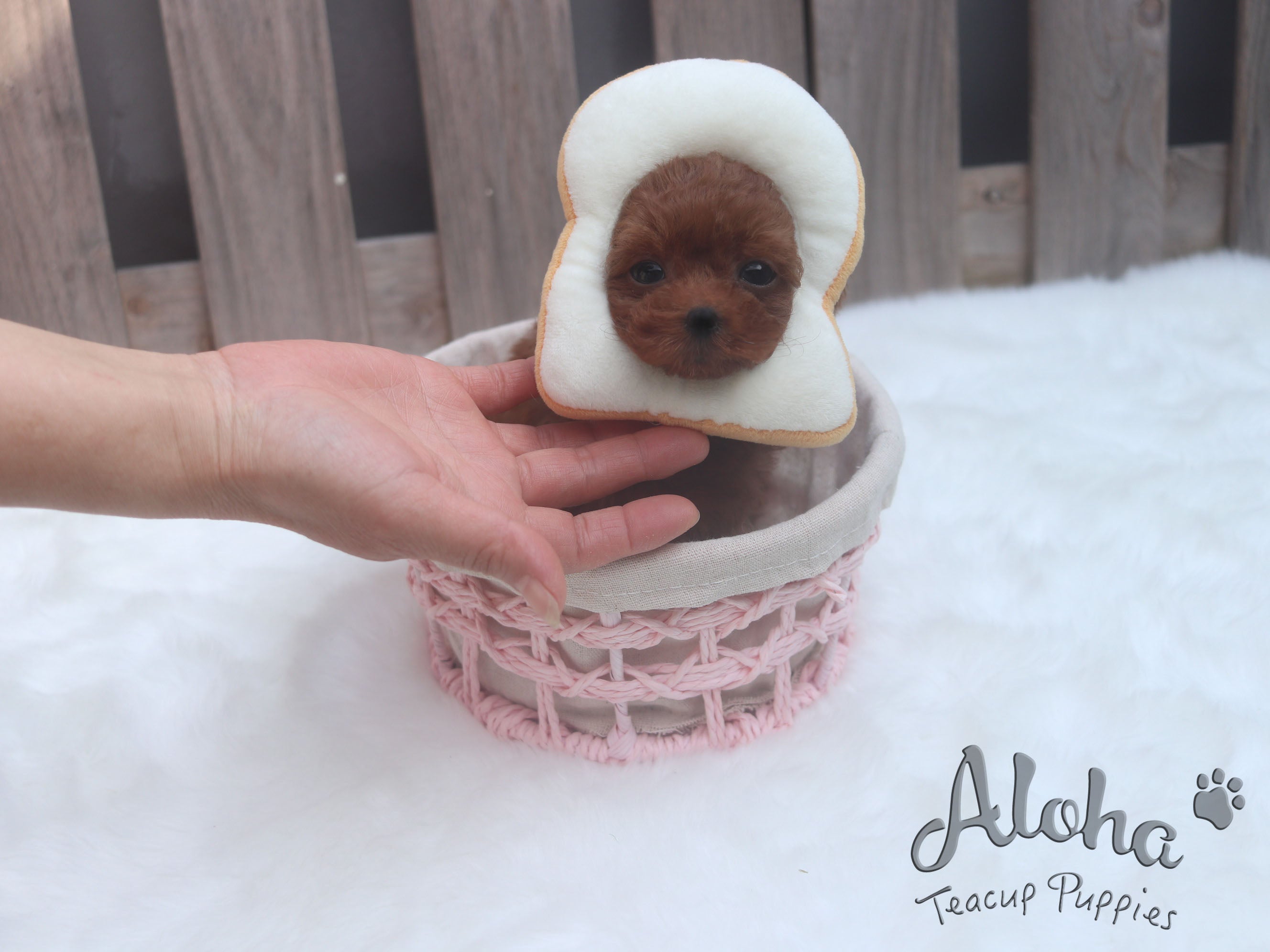 Sold to Renante, Chanel [TEACUP MALTIPOO]