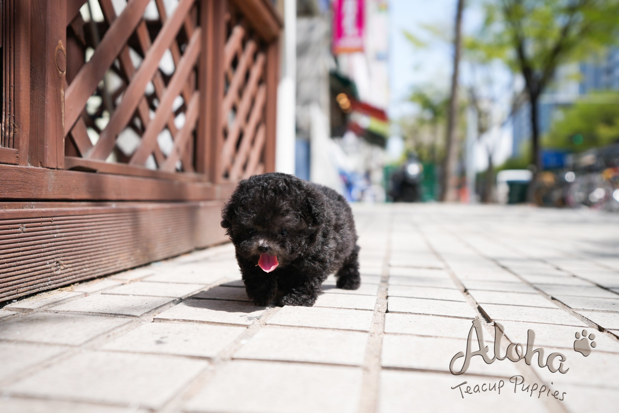 Caleb [TEACUP POODLE]