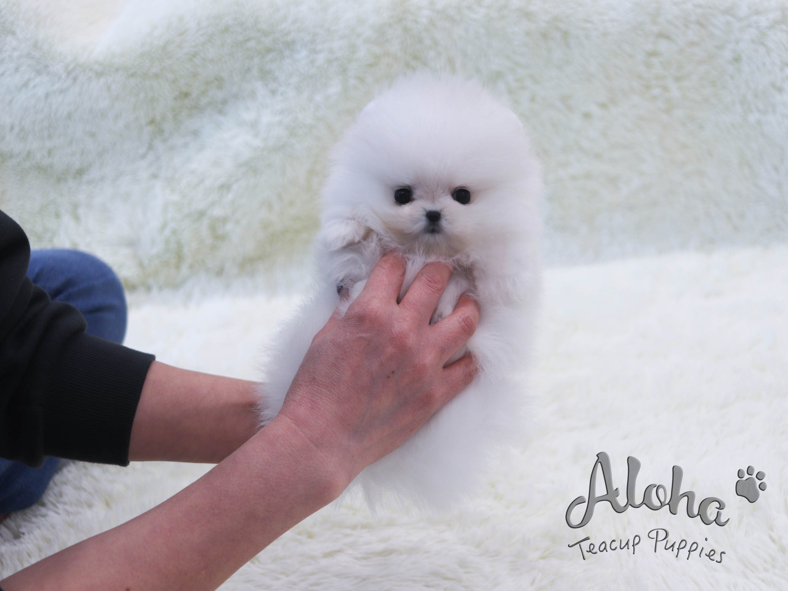 Bailey [TEACUP POMERANIAN]