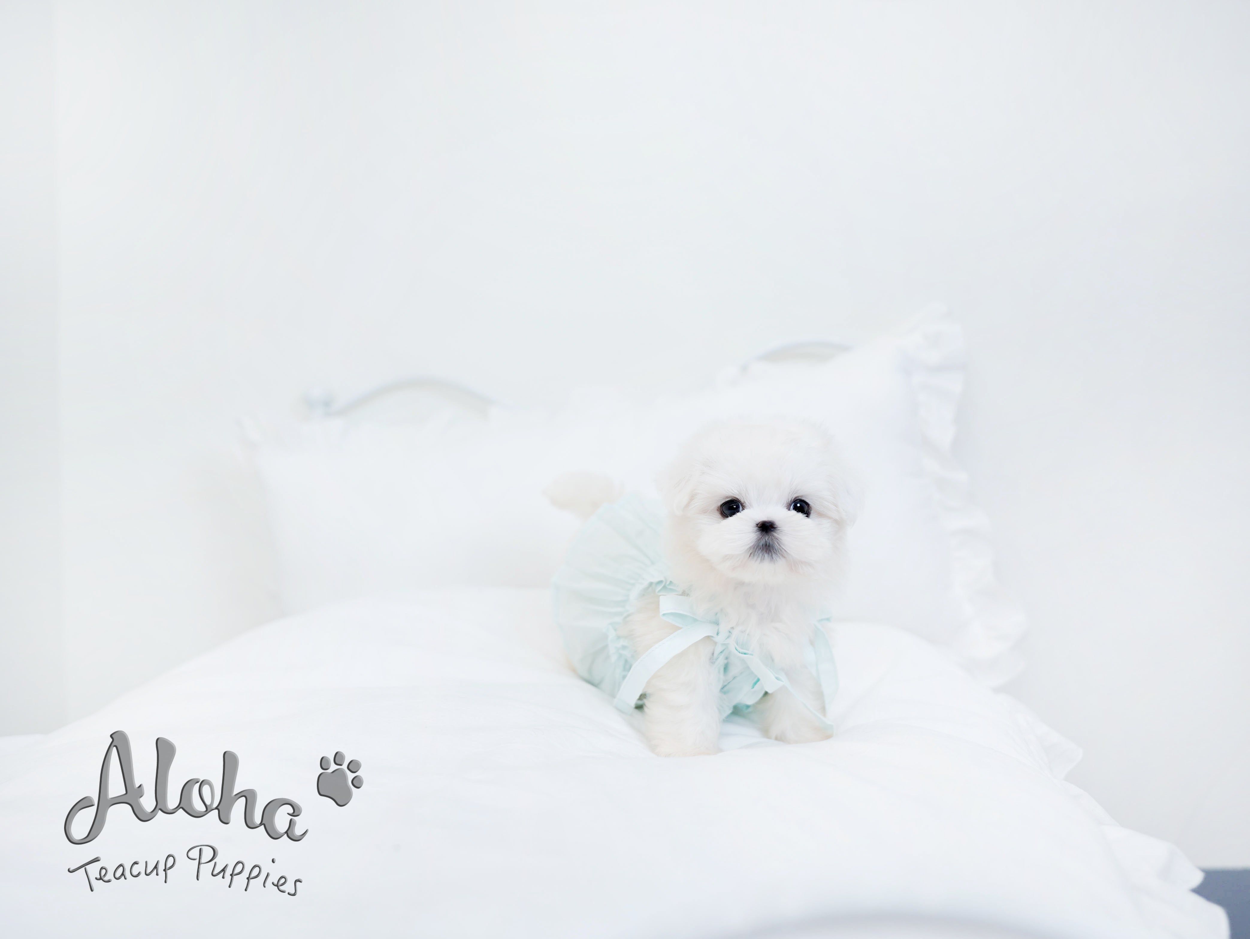 Owen [TEACUP MALTESE]