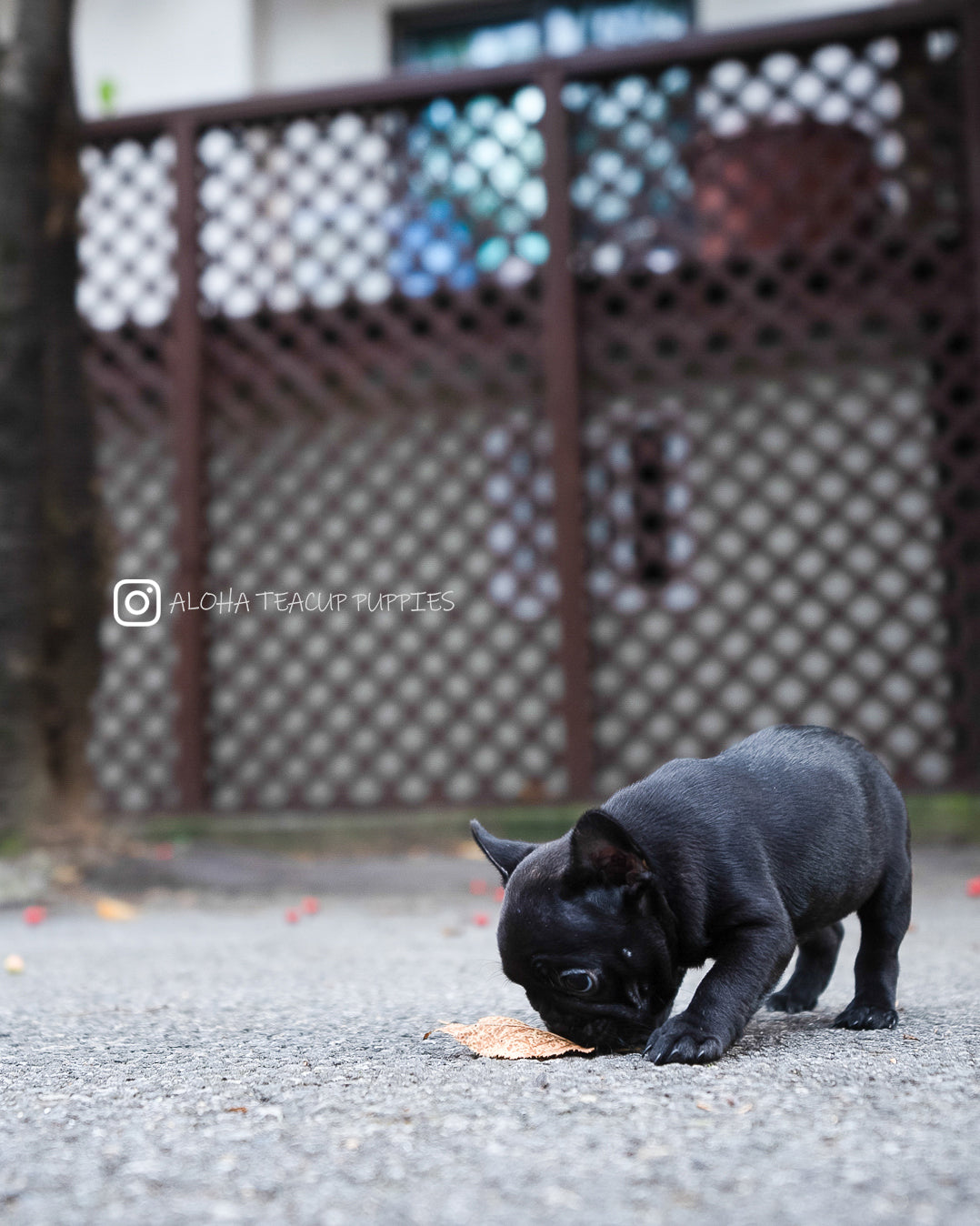 Poppy [FRENCH BULLDOG]